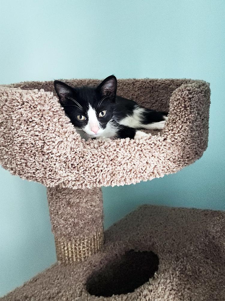 Minnie, a Adoptable Domestic Short Hair in Smithfield, VA image 5/5