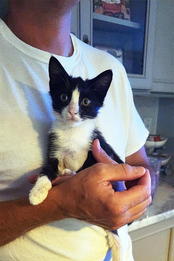 Minnie, Adoptable, Kitten Female Domestic Short Hair.