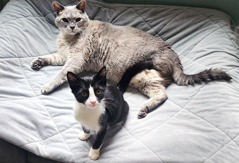 Minnie, a Adoptable Domestic Short Hair in Smithfield, VA image 2/5