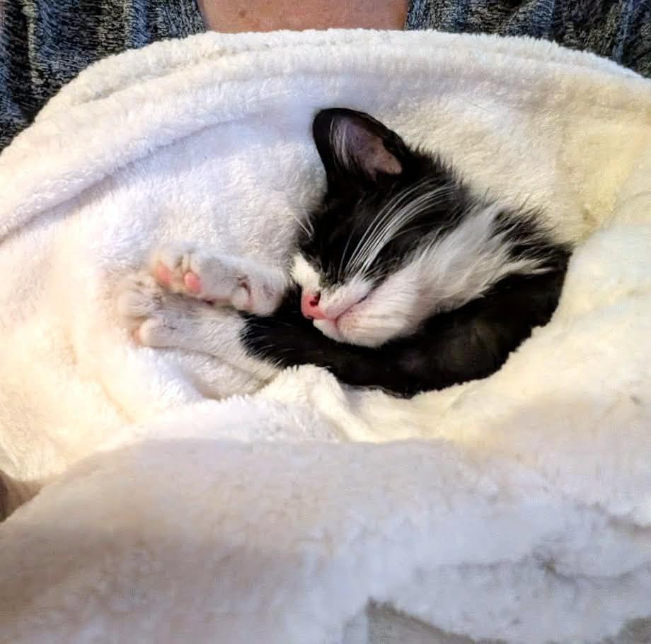 Minnie, a Adoptable Domestic Short Hair in Smithfield, VA image 3/5