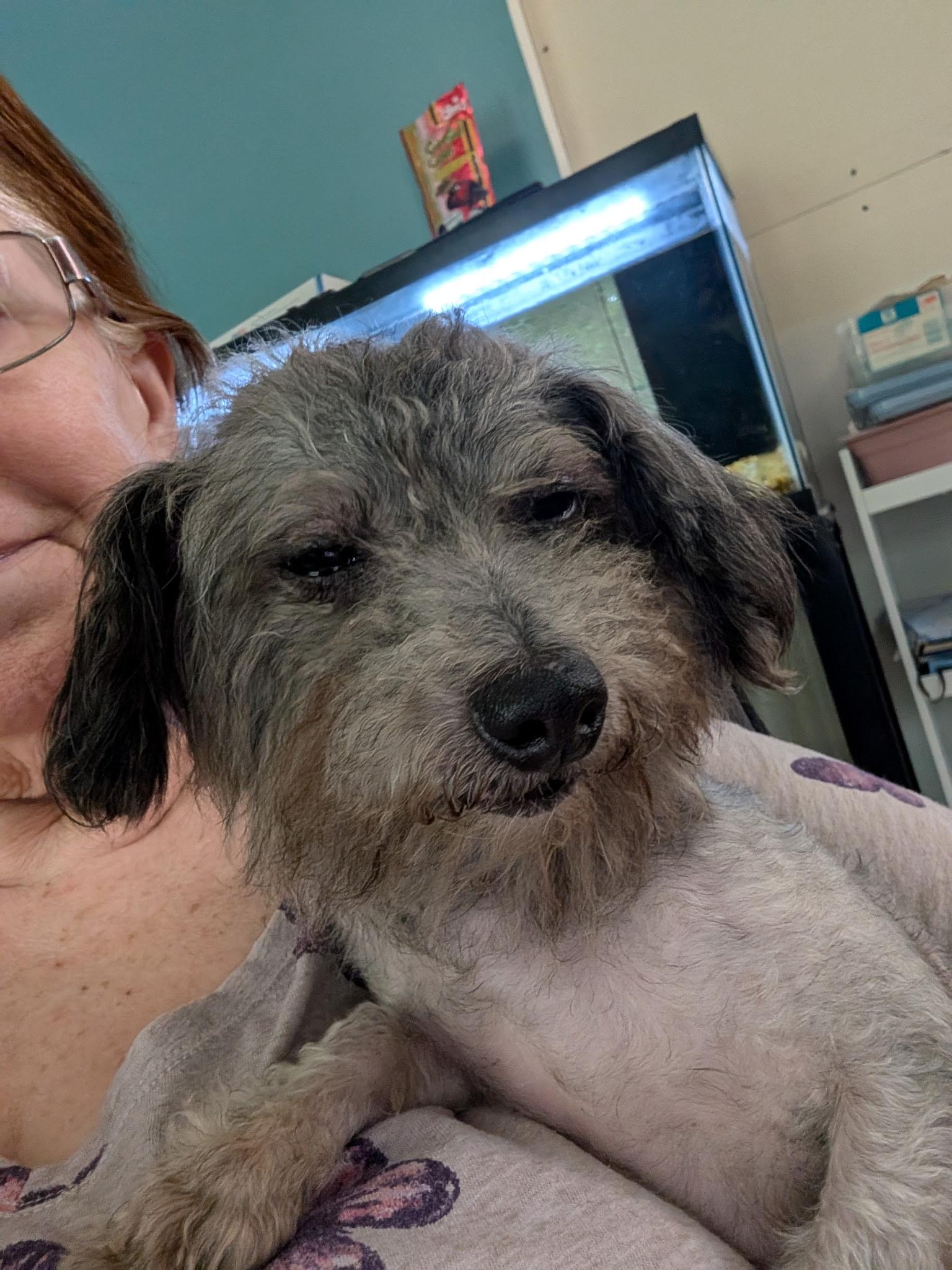 Salty, a ADOPTABLE mixed breed in Albany, NY image 4/4