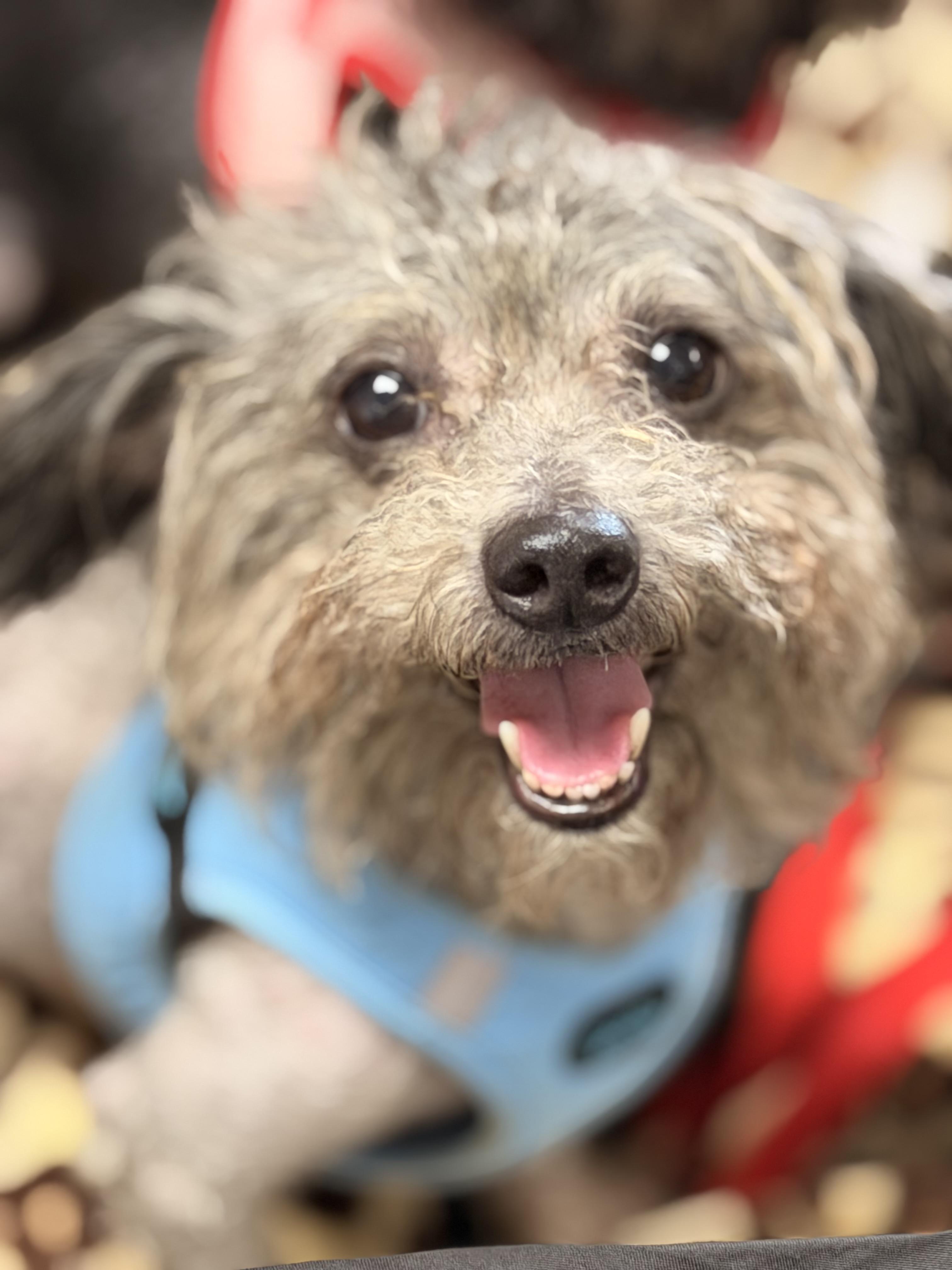 Salty, ADOPTABLE, Adult Male Miniature Poodle.