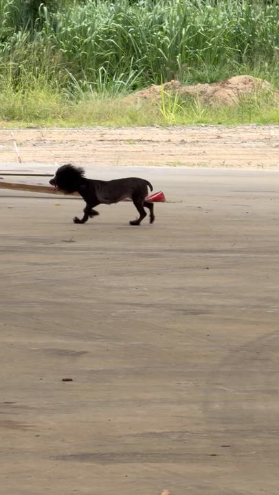 Enlarge Salty, a ADOPTABLE mixed breed in Albany, NY video 2/4