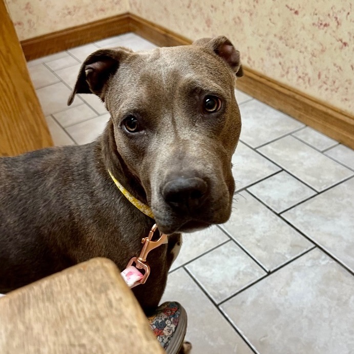 Lollie, a Adoptable mixed breed in Bixby, OK image 1/6