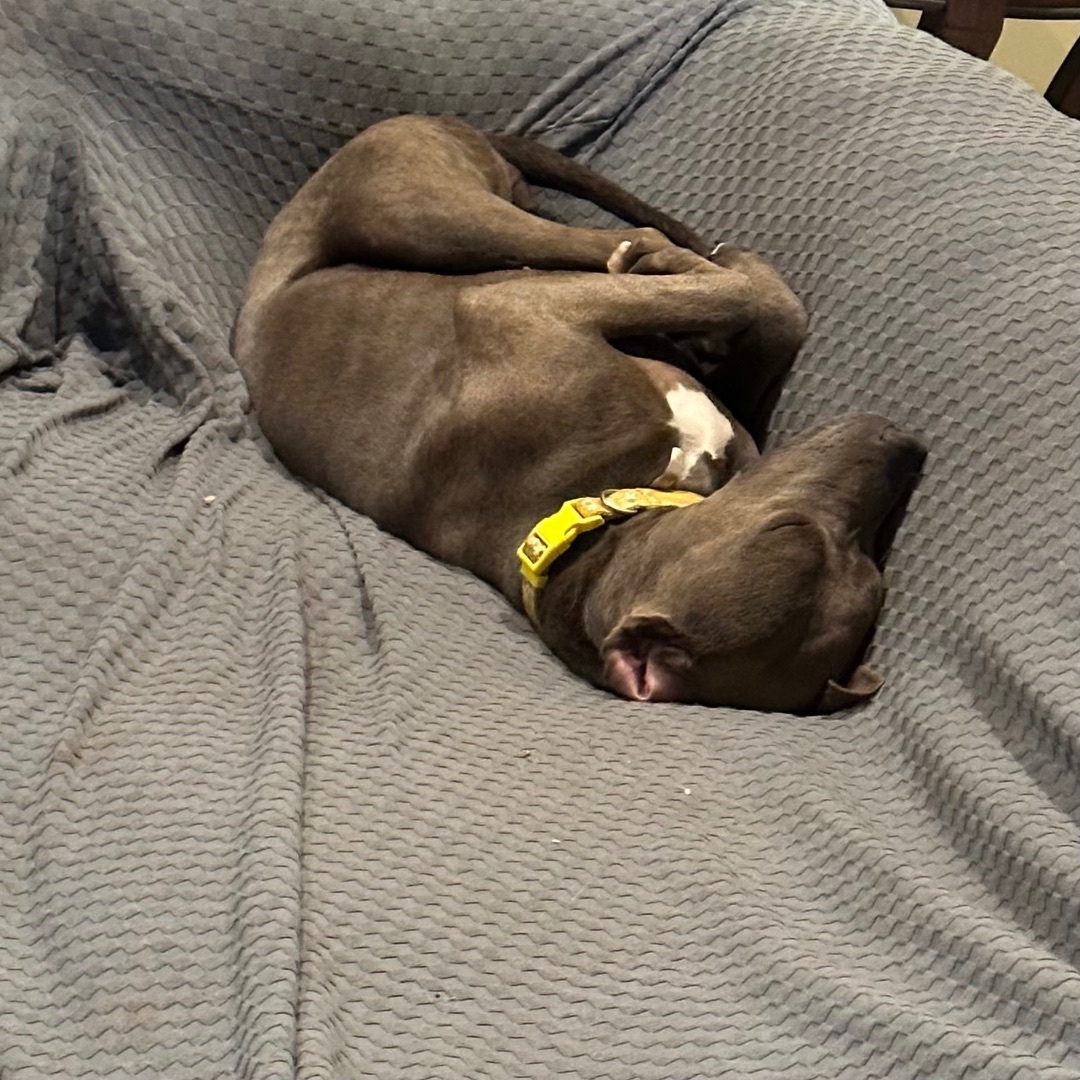 Lollie, a Adoptable mixed breed in Bixby, OK image 2/6