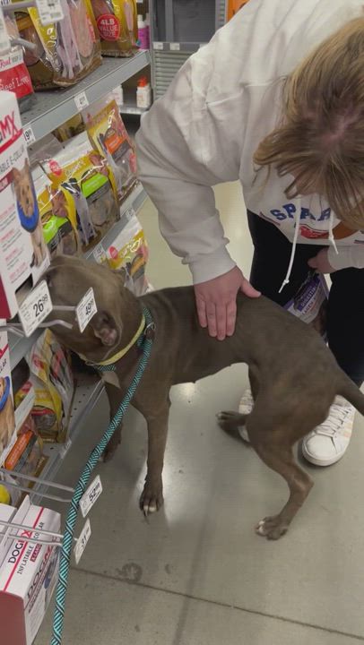 Lollie, an adoptable American Staffordshire Terrier Mix in Bixby, OK_image-1