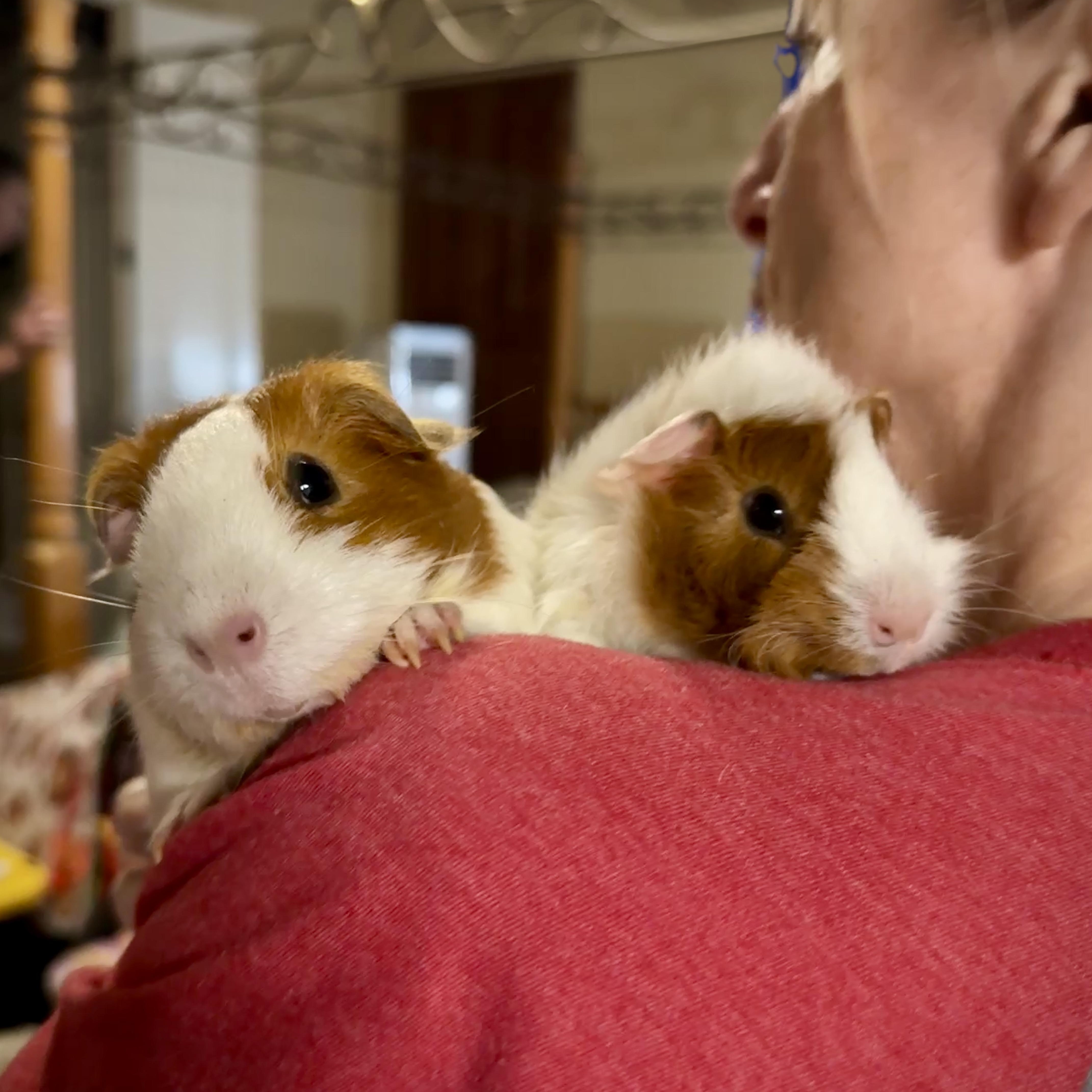 Enlarge Lucy & London, an adopted mixed breed in San Antonio, TX image 3/5