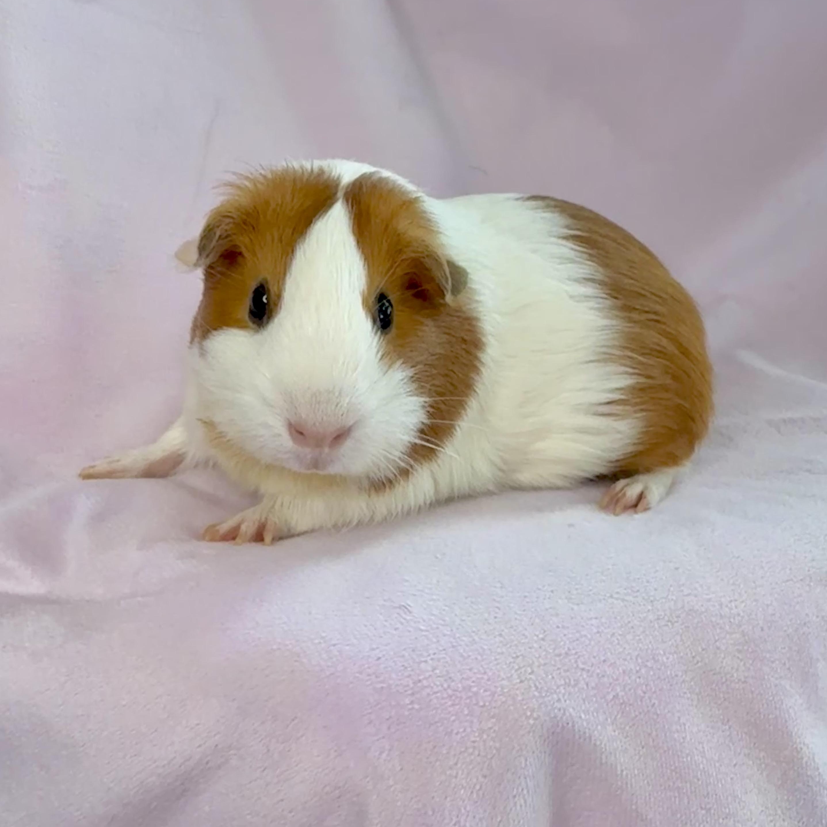 Enlarge Lucy & London, an adopted mixed breed in San Antonio, TX image 4/5