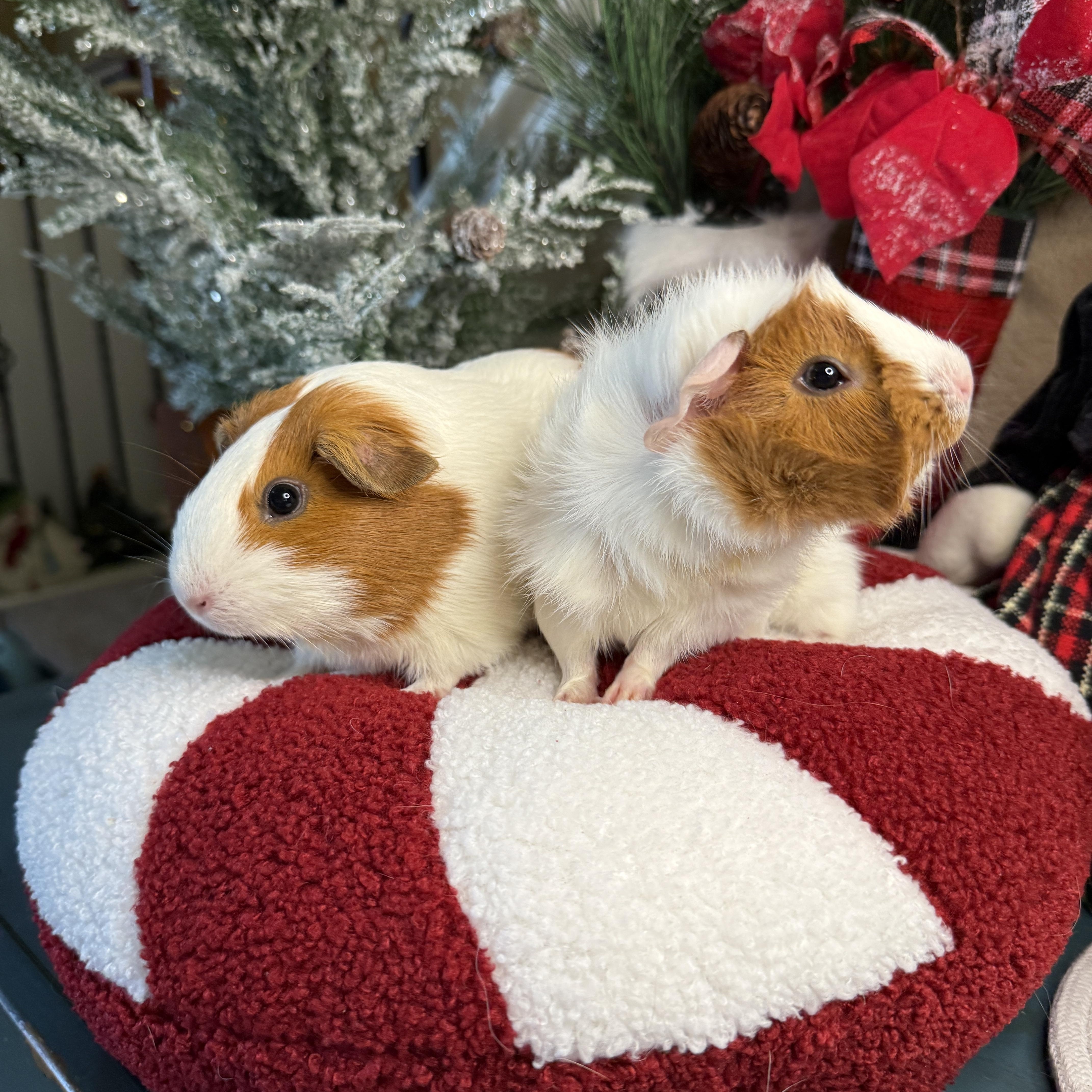 Enlarge Lucy & London, an adopted mixed breed in San Antonio, TX image 2/5