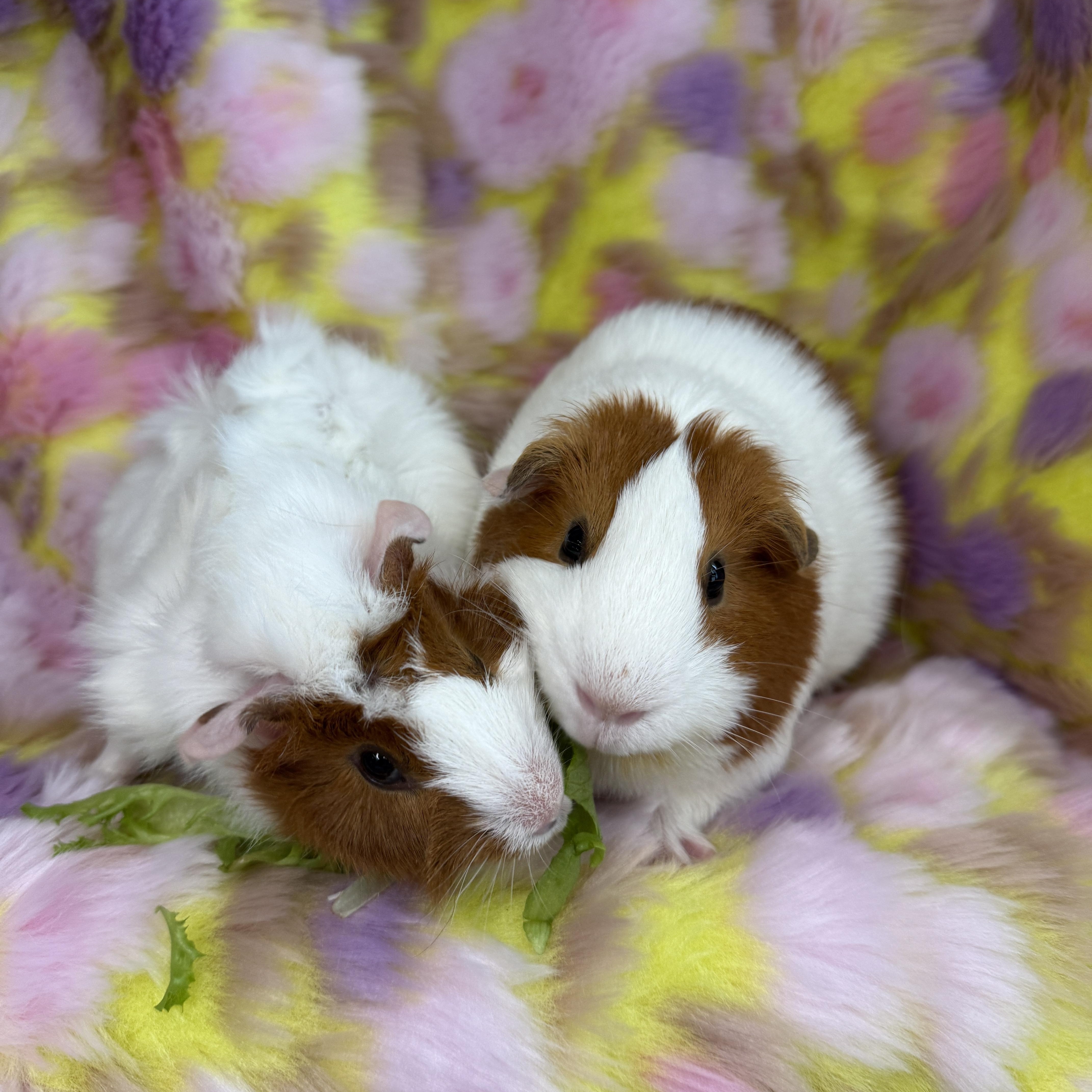 Lucy & London, adopted, Young Female Guinea Pig & Abyssinian.