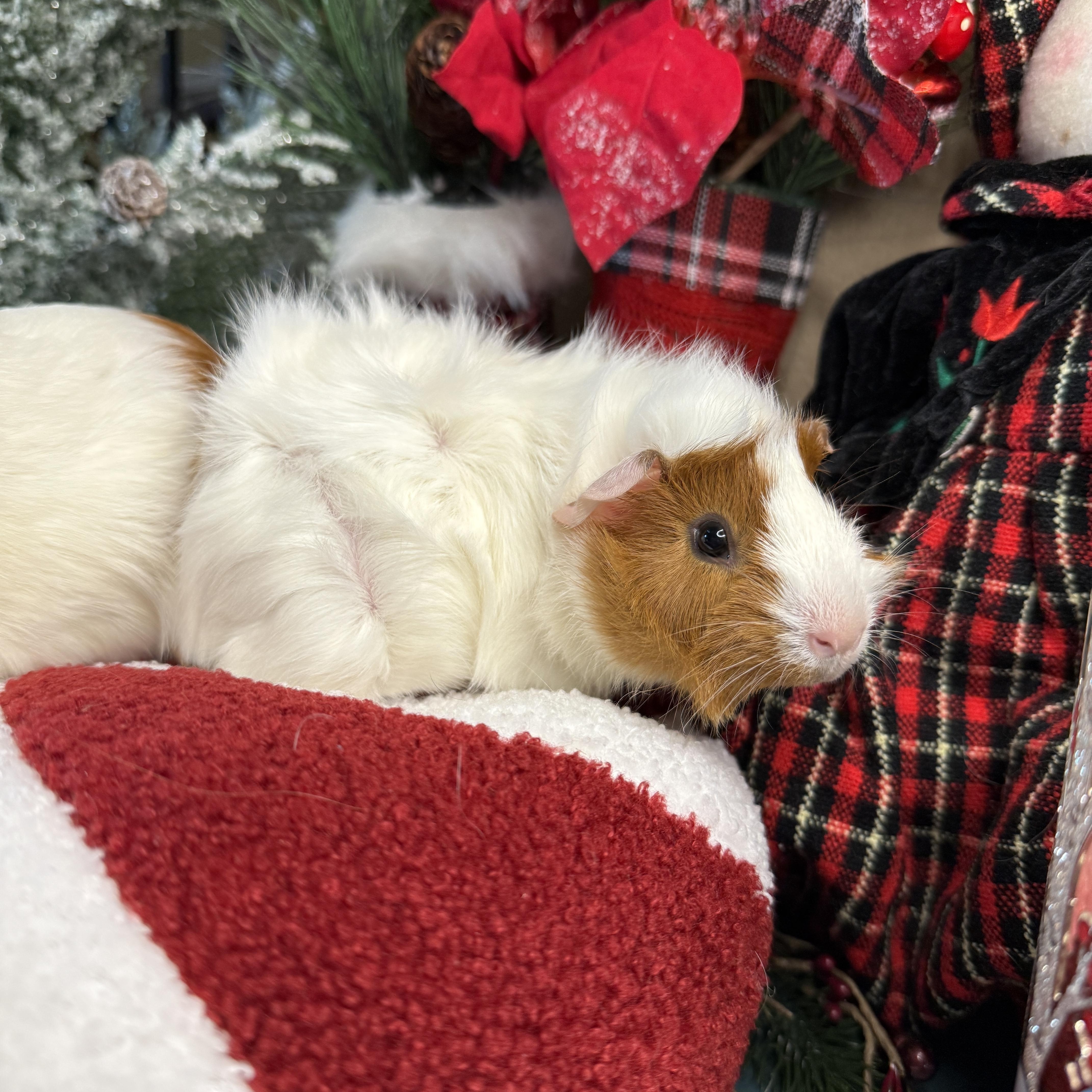 Enlarge Lucy & London, an adopted mixed breed in San Antonio, TX image 5/5