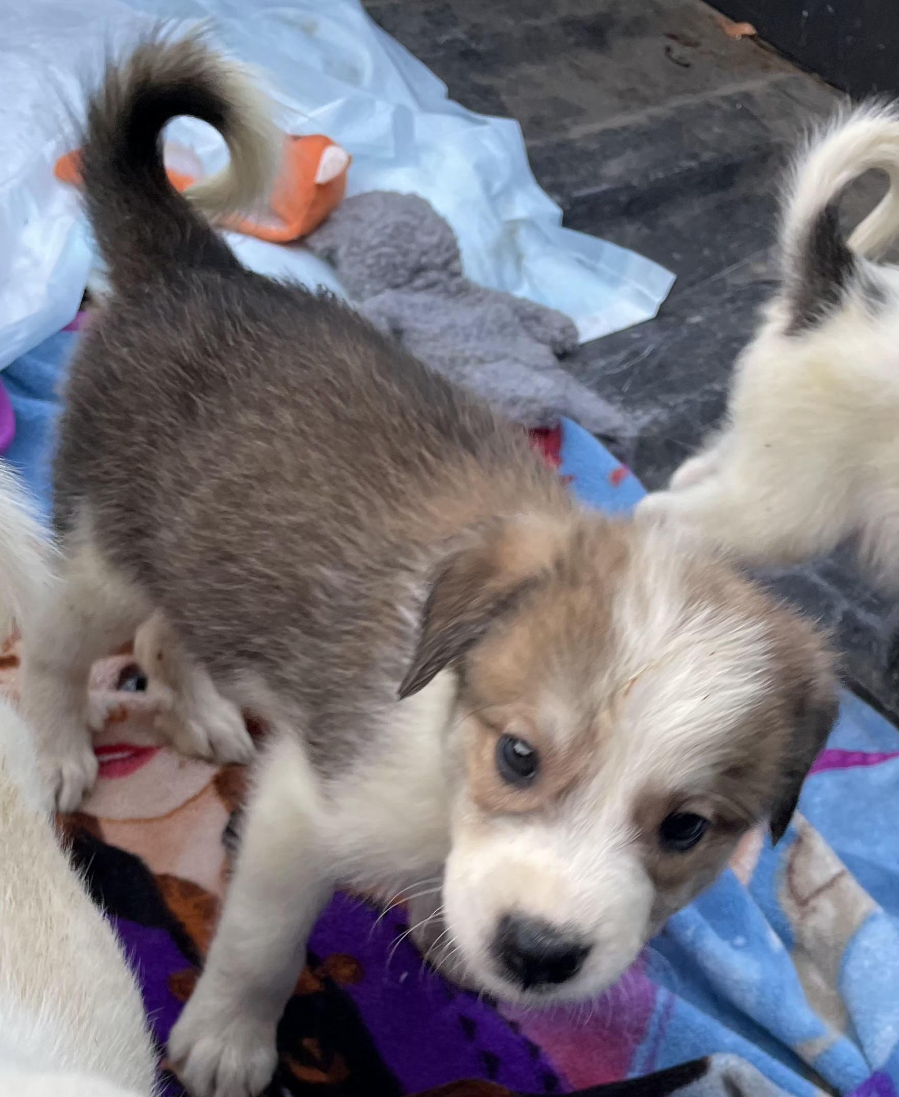 LEROY, Adopted, Puppy Male Great Pyrenees.