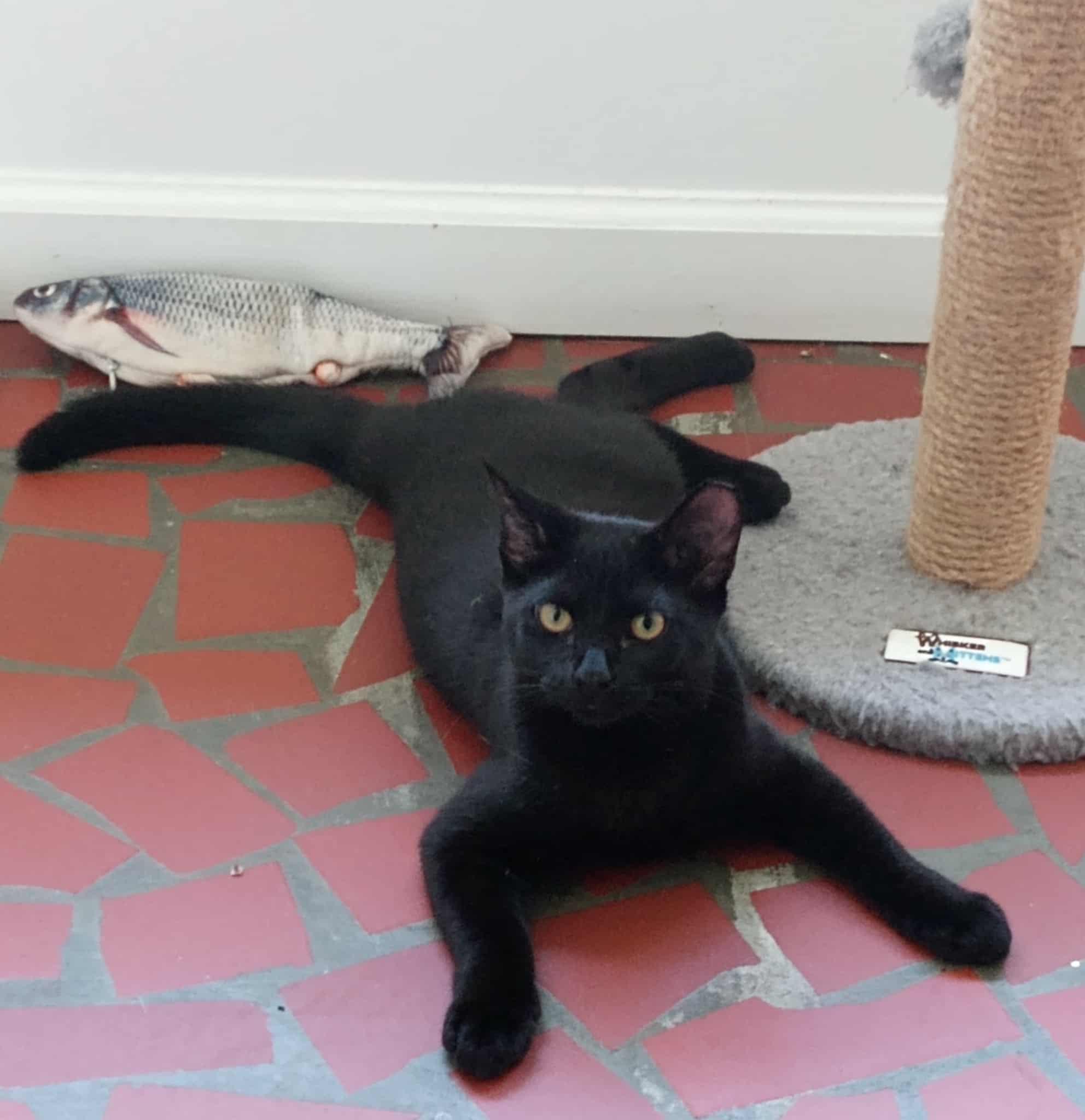 Blare, a Adoptable Domestic Short Hair in Washington, NC image 4/4