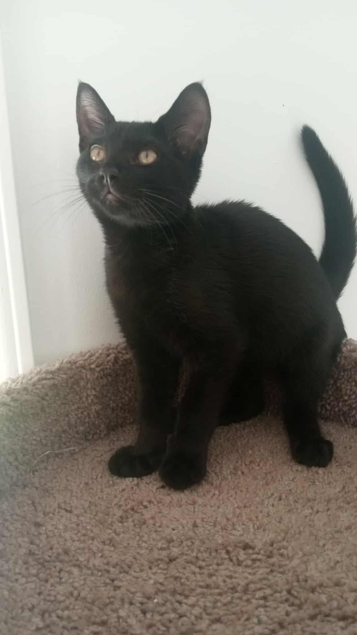 Blare, a Adoptable Domestic Short Hair in Washington, NC image 2/4