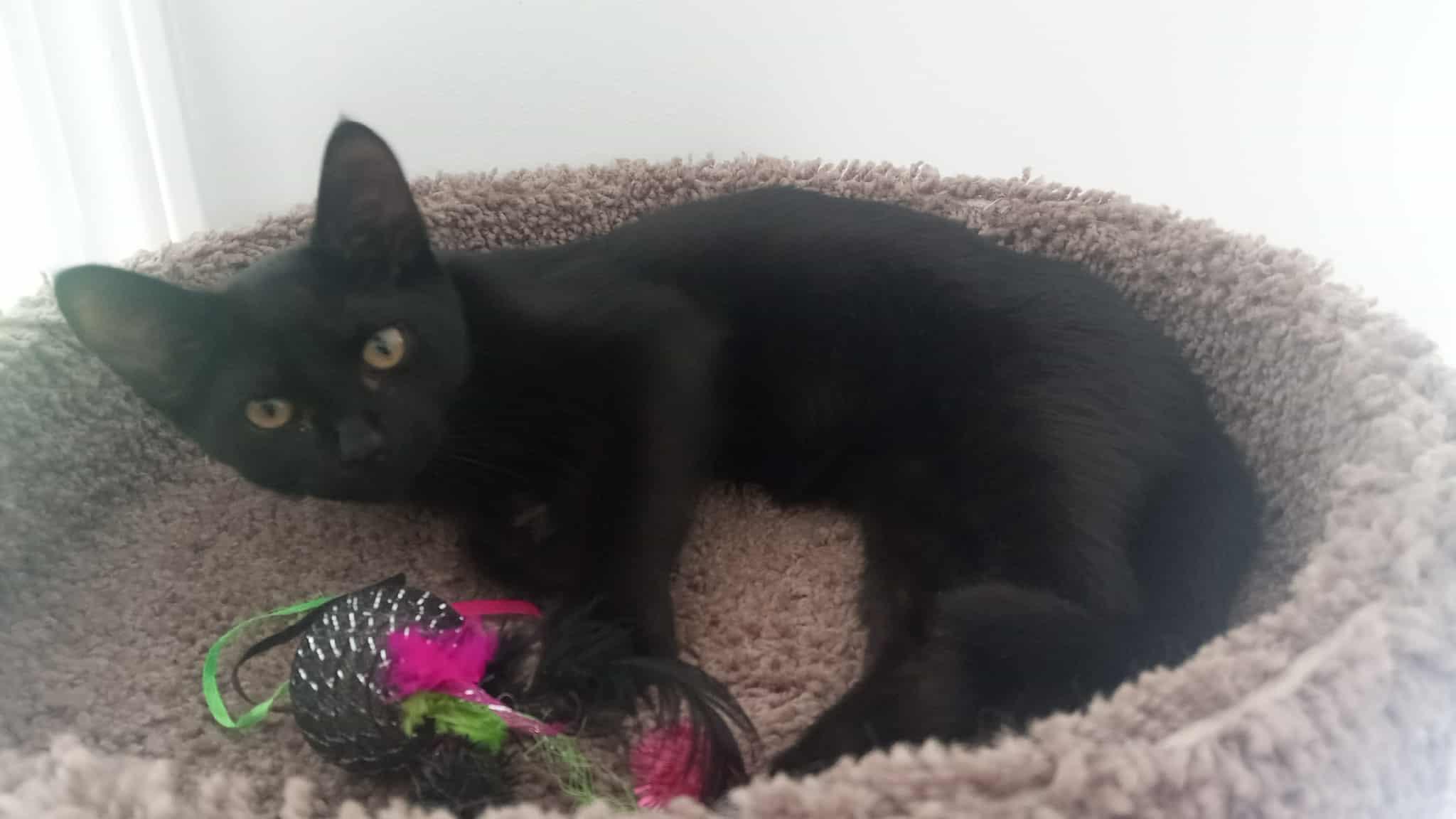 Blare, a Adoptable Domestic Short Hair in Washington, NC image 3/4