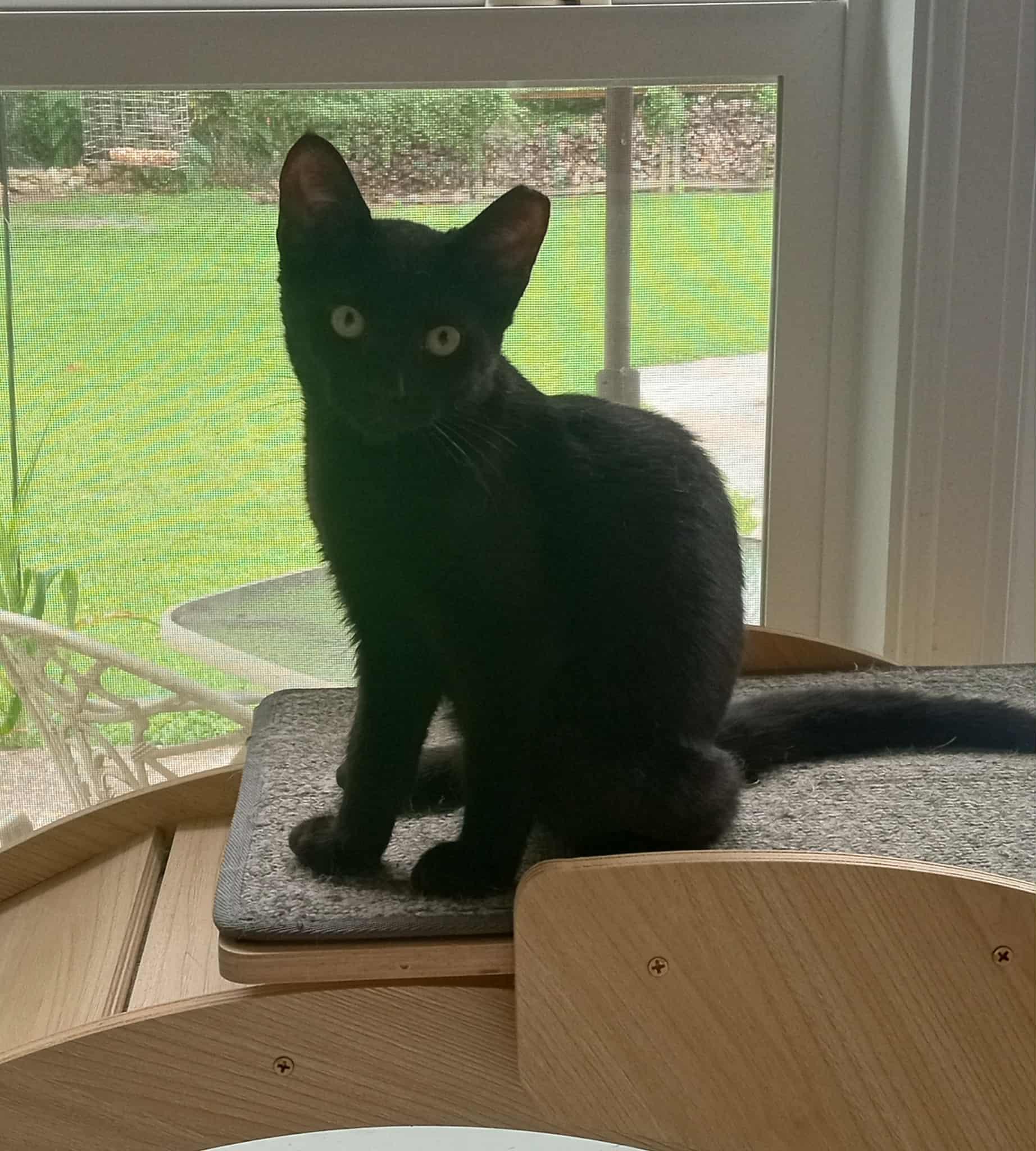 Blare, a Adoptable Domestic Short Hair in Washington, NC image 1/4