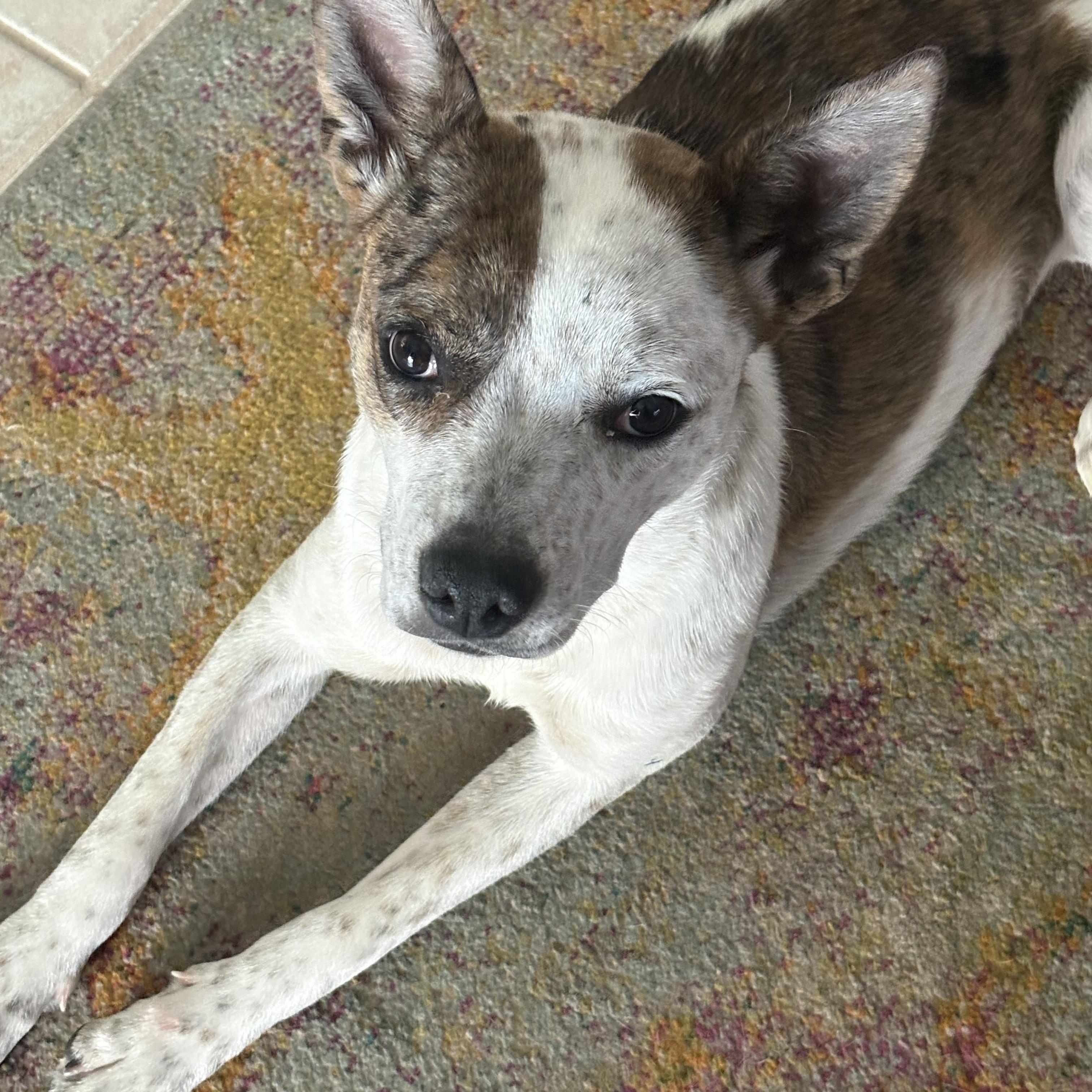 Savannah, a ADOPTABLE mixed breed in Chandler, AZ image 3/4