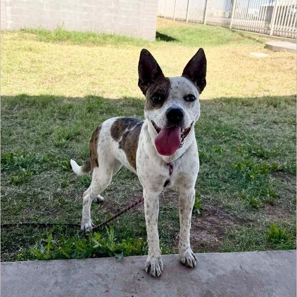 Savannah, ADOPTABLE, Young Female Australian Cattle Dog / Blue Heeler.