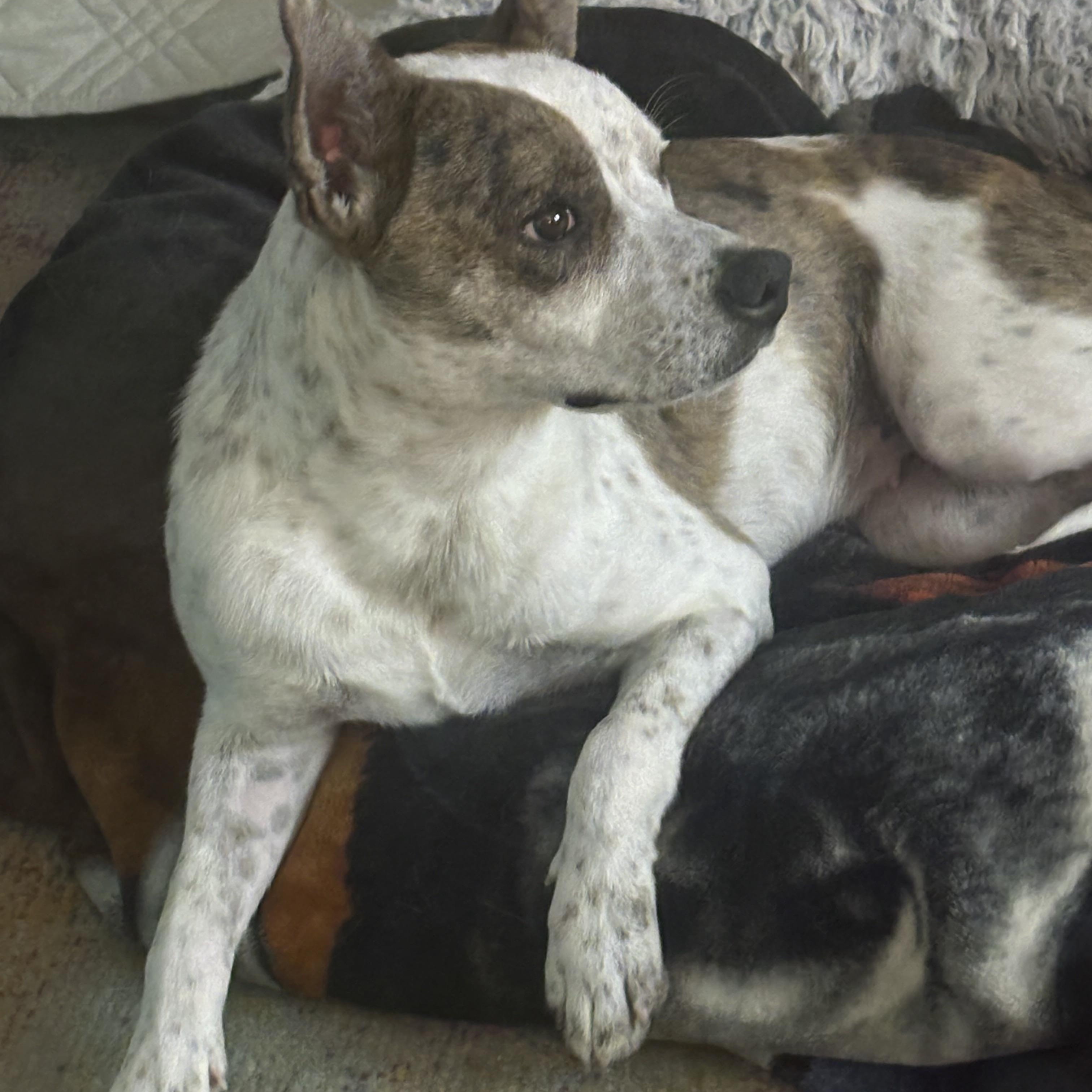 Savannah, a ADOPTABLE mixed breed in Chandler, AZ image 2/4