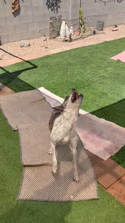 Enlarge Savannah, a ADOPTABLE mixed breed in Chandler, AZ video 4/4