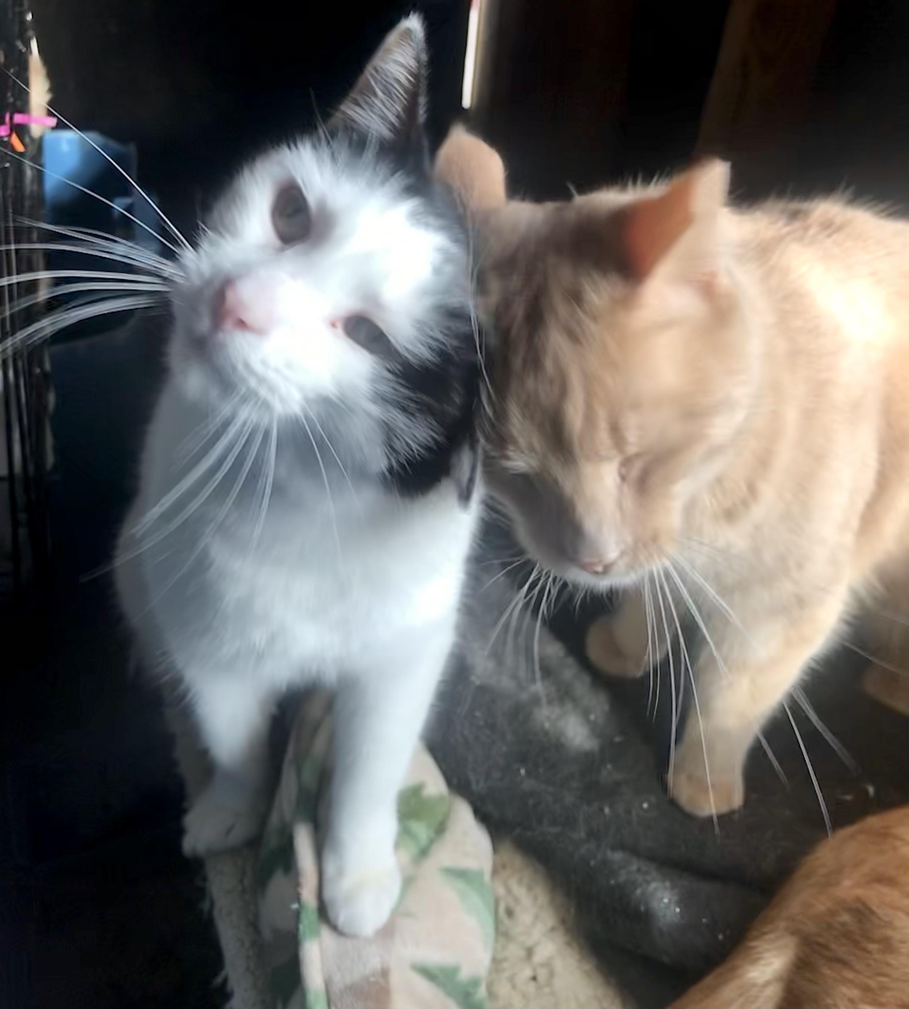 Julius (Garden Cat) — thumbnail 3