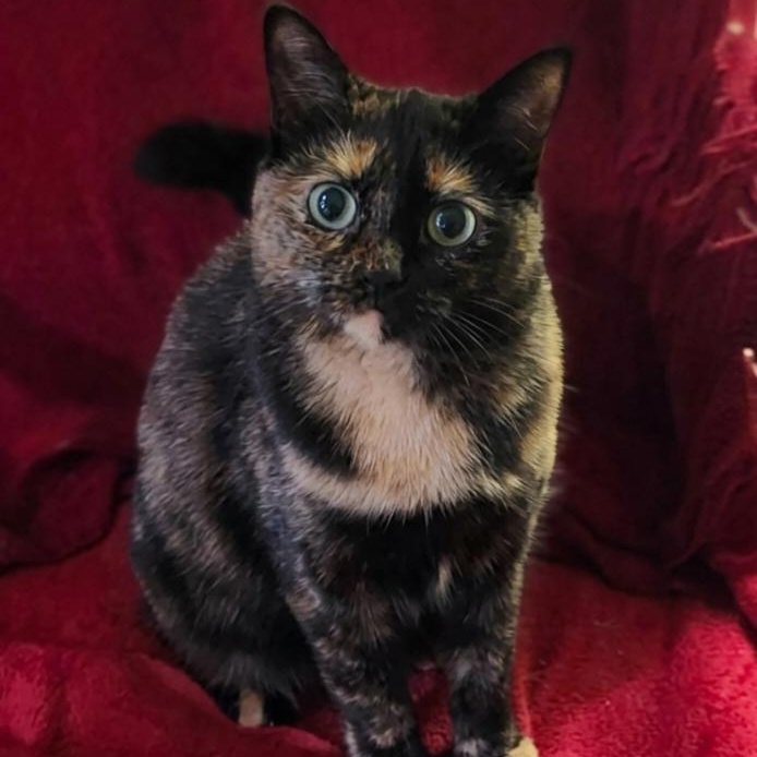 Enlarge Liana, a Adoptable Tortoiseshell in Scarborough, ON image 1/1