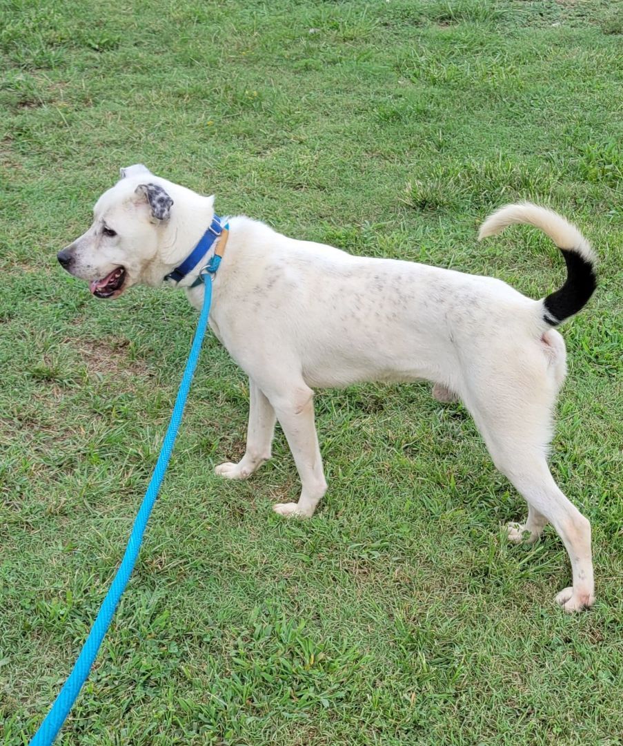 Mr Belvedere ( Mr. B), a Adoptable mixed breed in Shelby, NC image 3/6