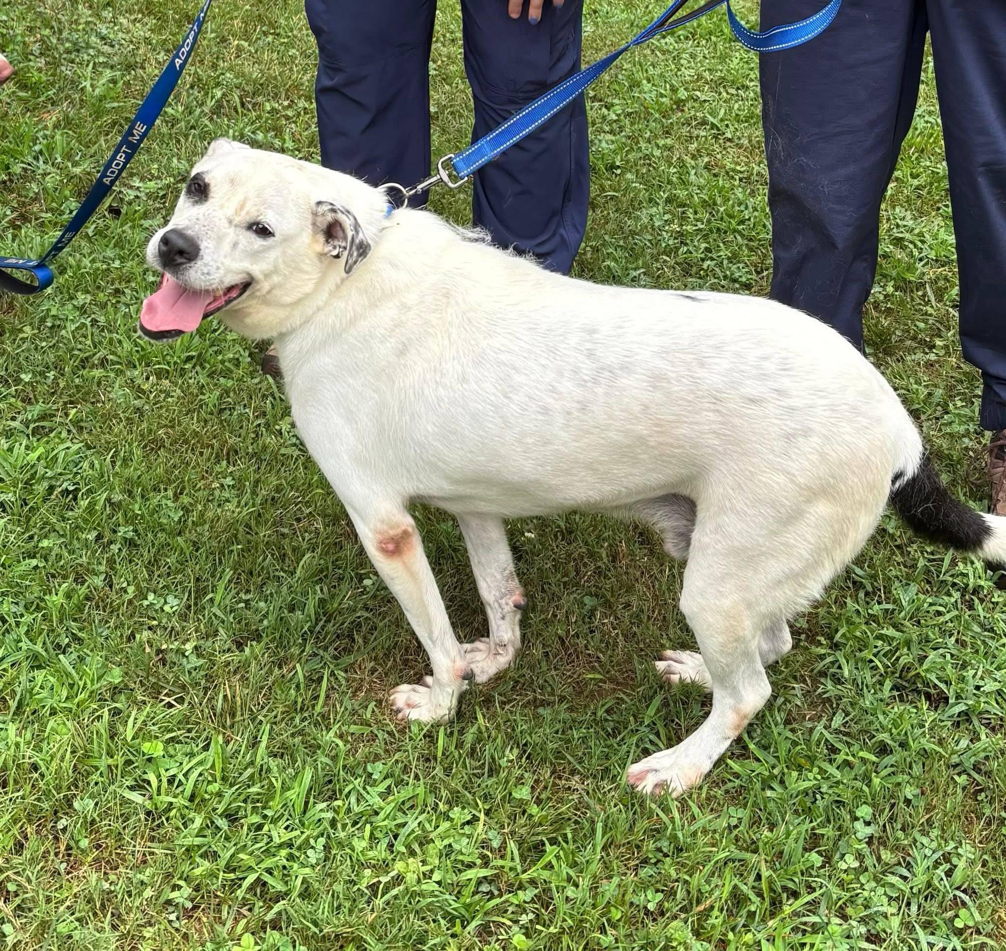 Mr Belvedere ( Mr. B), an adoptable Australian Shepherd, Mixed Breed in Shelby, NC, 28152 | Photo Image 2