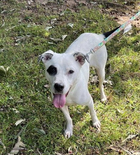Mr Belvedere ( Mr. B), a Adoptable mixed breed in Shelby, NC image 4/6