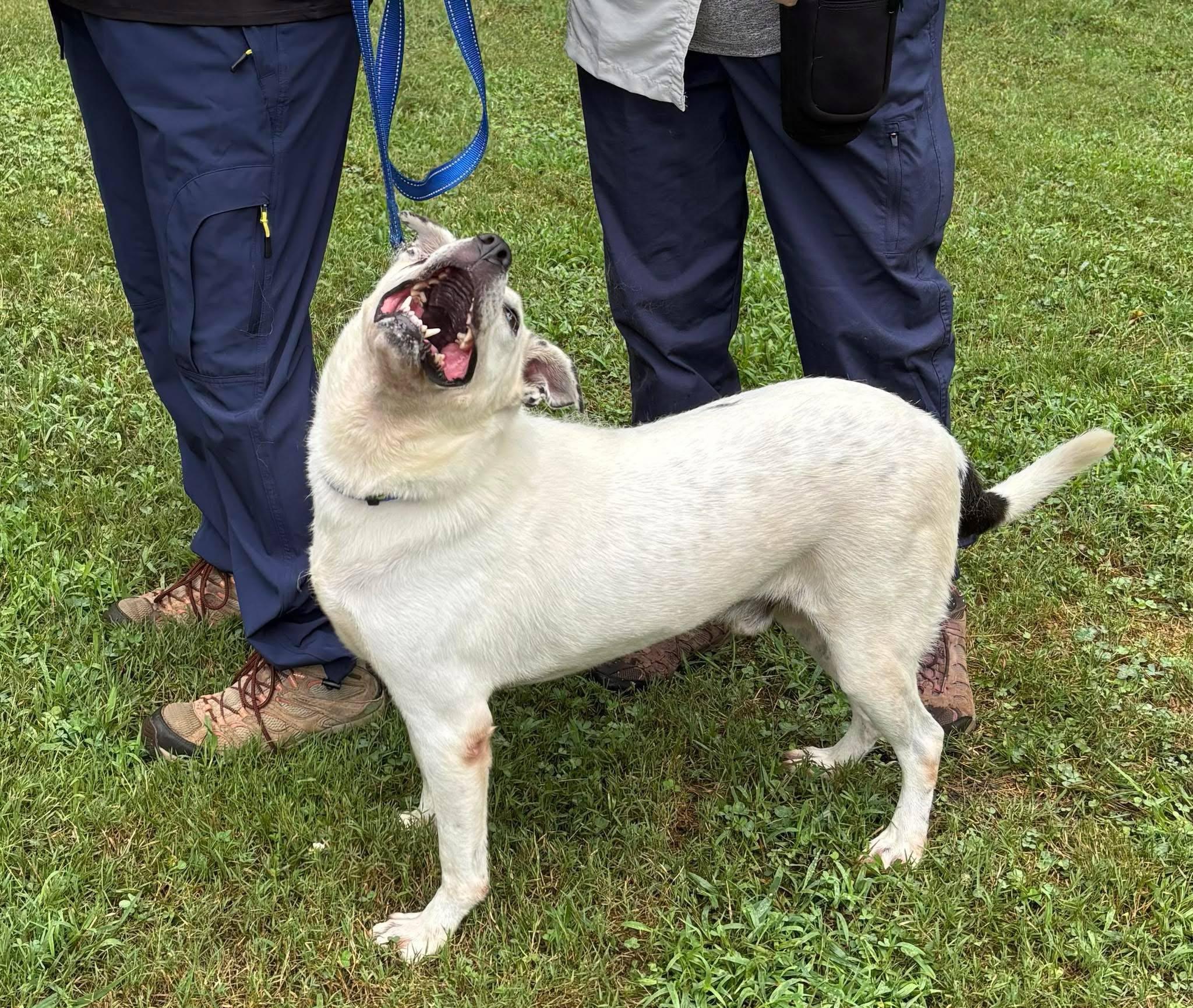 Mr Belvedere ( Mr. B), a Adoptable mixed breed in Shelby, NC image 6/6