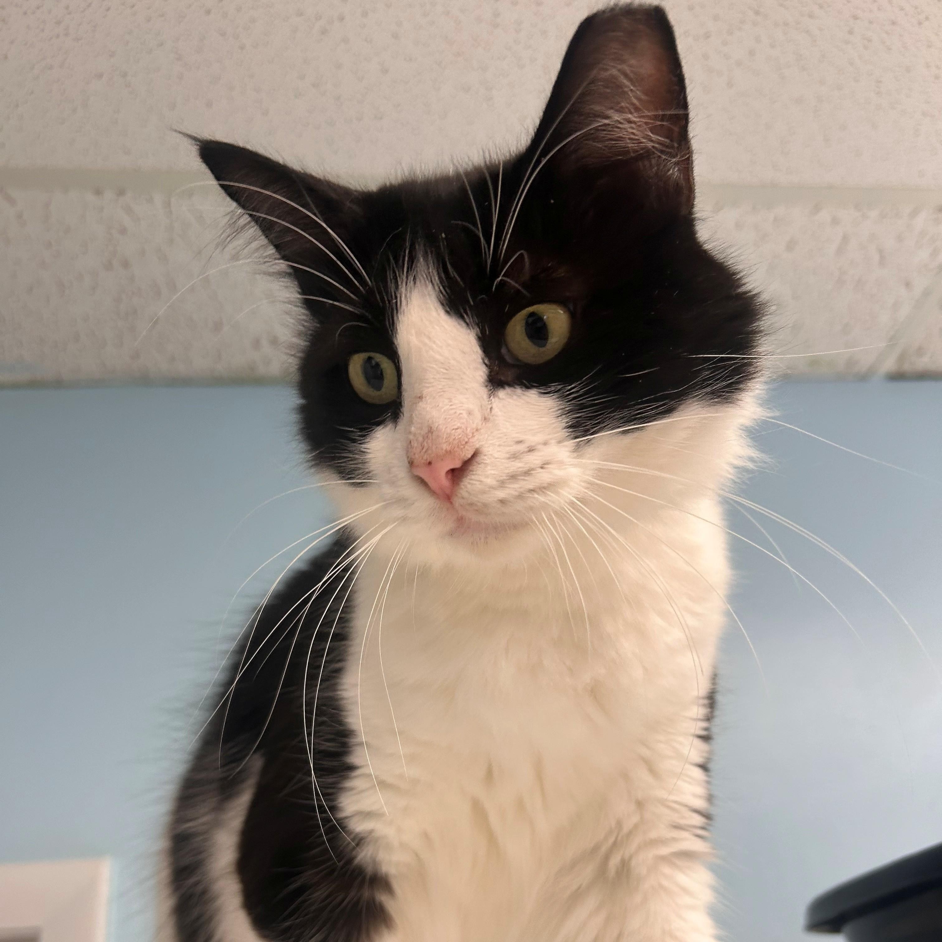 Gideon, Adoptable, Adult Male American Bobtail & Domestic Short Hair.