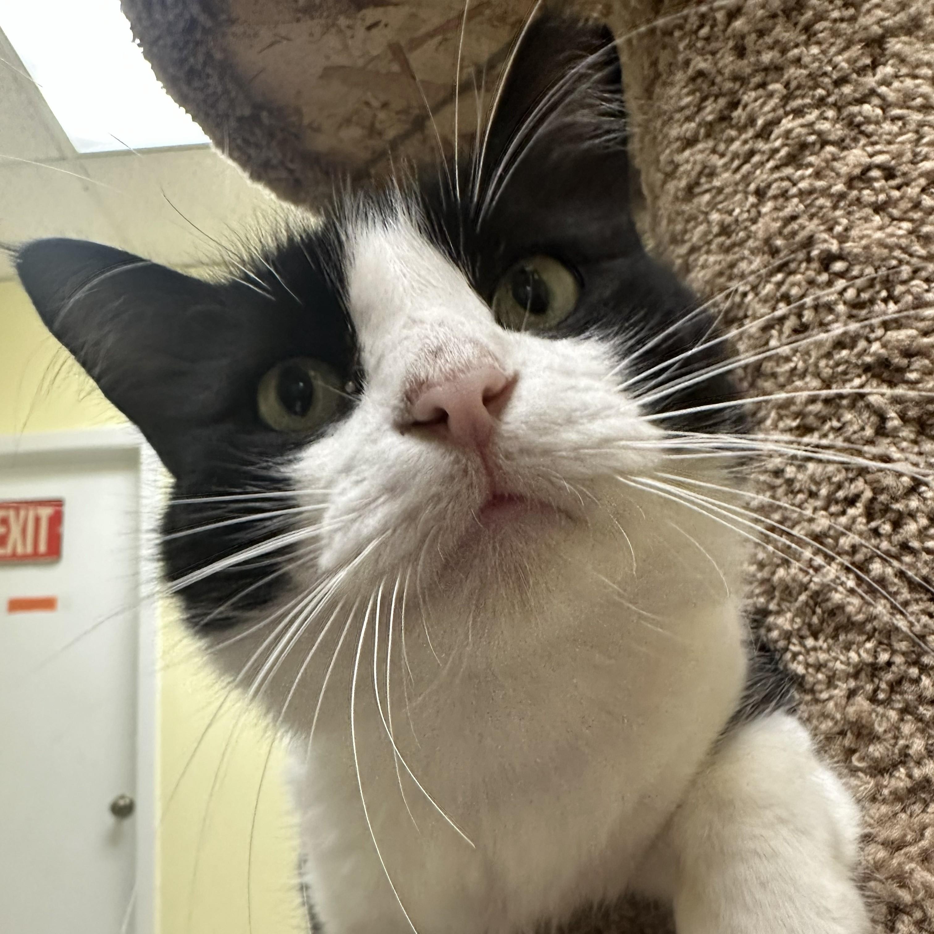 Enlarge Gideon, a Adoptable mixed breed in Margate, FL image 1/1