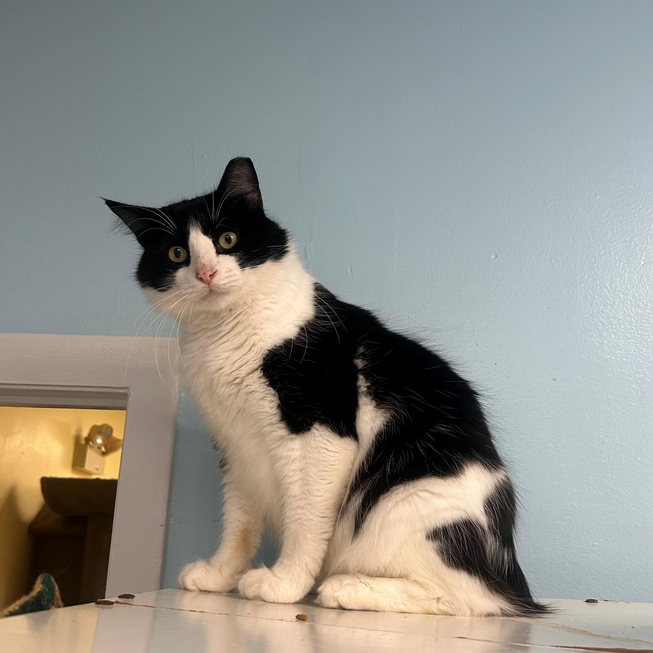 Gideon, a Adoptable mixed breed in Margate, FL image 2/2