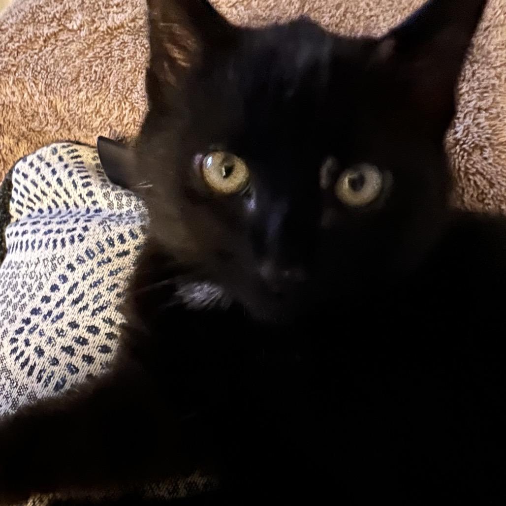 Enlarge Binx Hill-AH, a Adoptable Domestic Short Hair in Tallahassee, FL image 1/4