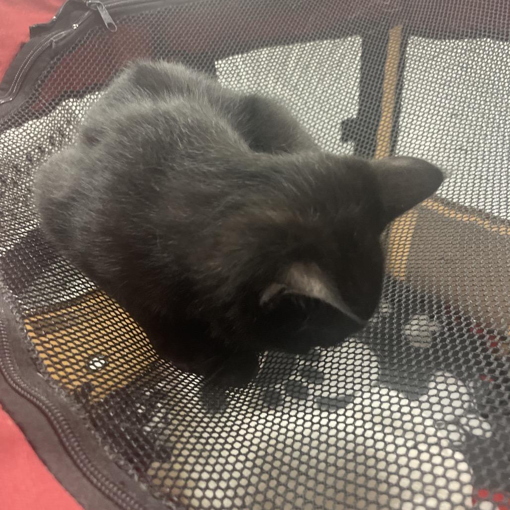 Enlarge Binx Hill-AH, a Adoptable Domestic Short Hair in Tallahassee, FL image 2/4