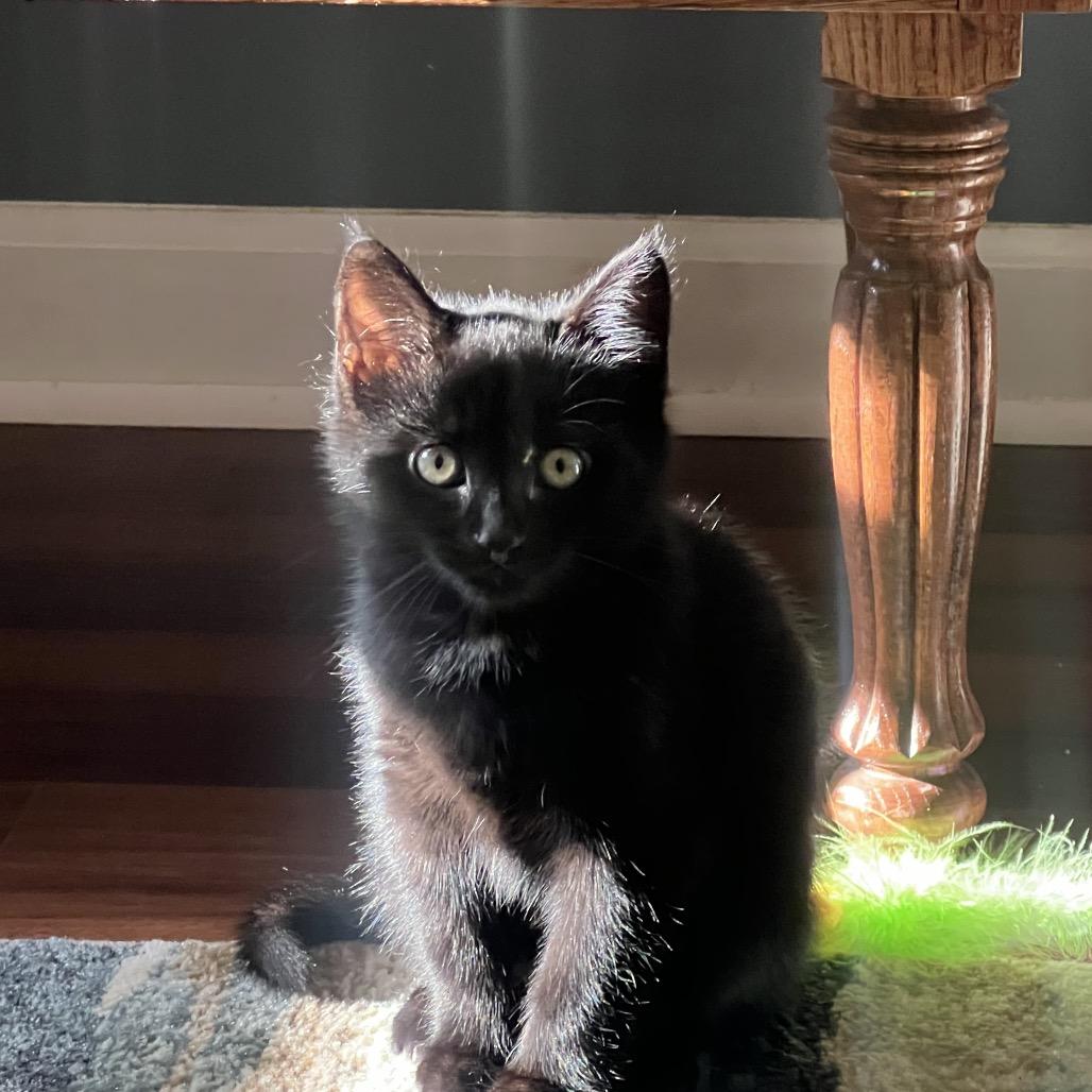 Enlarge Binx Hill-AH, a Adoptable Domestic Short Hair in Tallahassee, FL image 3/4