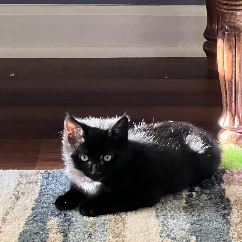 Enlarge Binx Hill-AH, a Adoptable Domestic Short Hair in Tallahassee, FL image 4/4