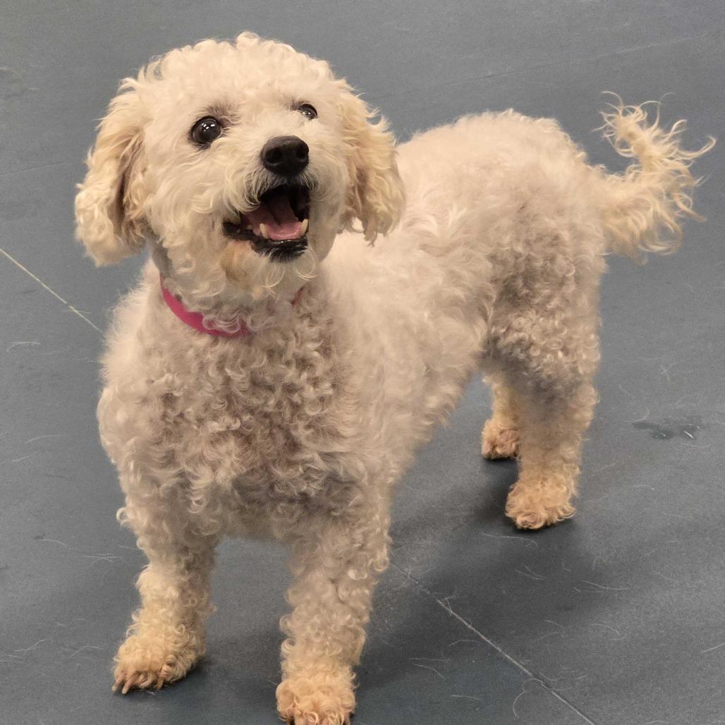 Tracey (AP26-67), Adoptable, Senior Female Bichon Frise.