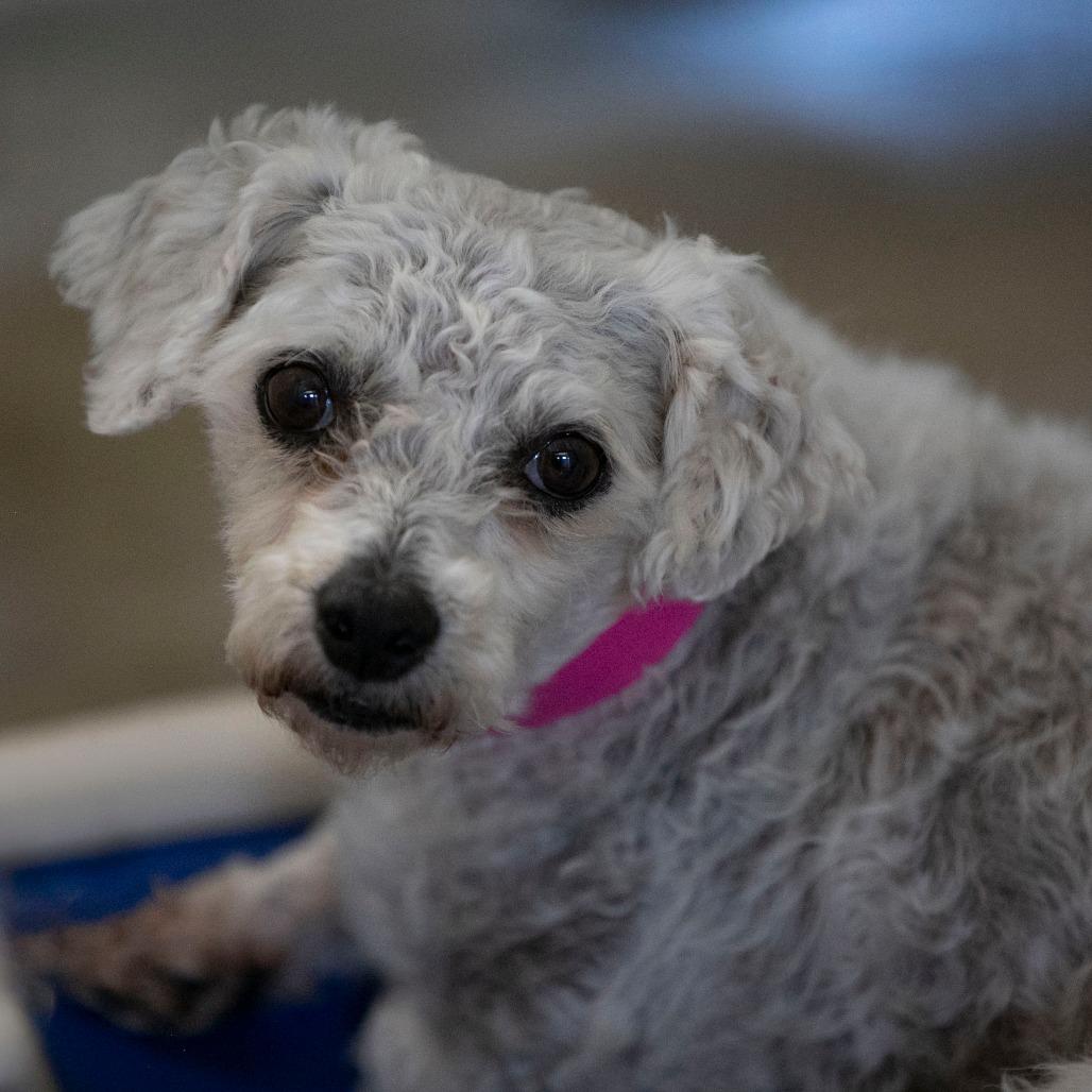 Enlarge Tracey (AP26-67), a Adoptable Bichon Frise in Peyton, CO image 1/6
