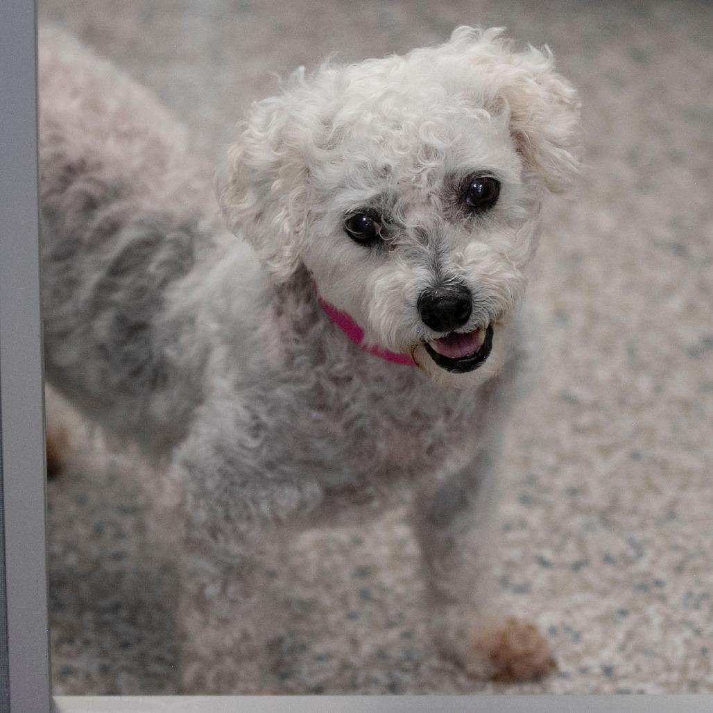 Enlarge Tracey (AP26-67), a Adoptable Bichon Frise in Peyton, CO image 2/6