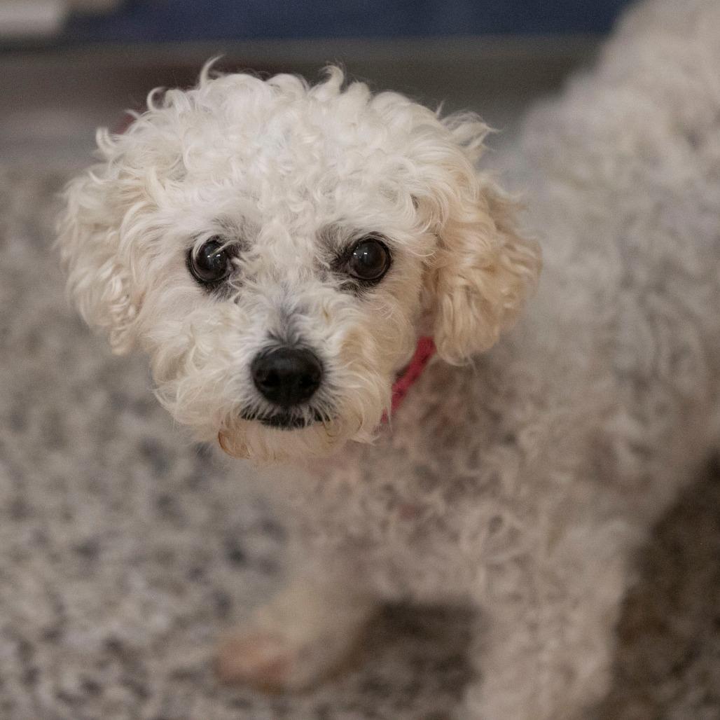 Tracey (AP26-67), a Adoptable Bichon Frise in Peyton, CO image 3/5