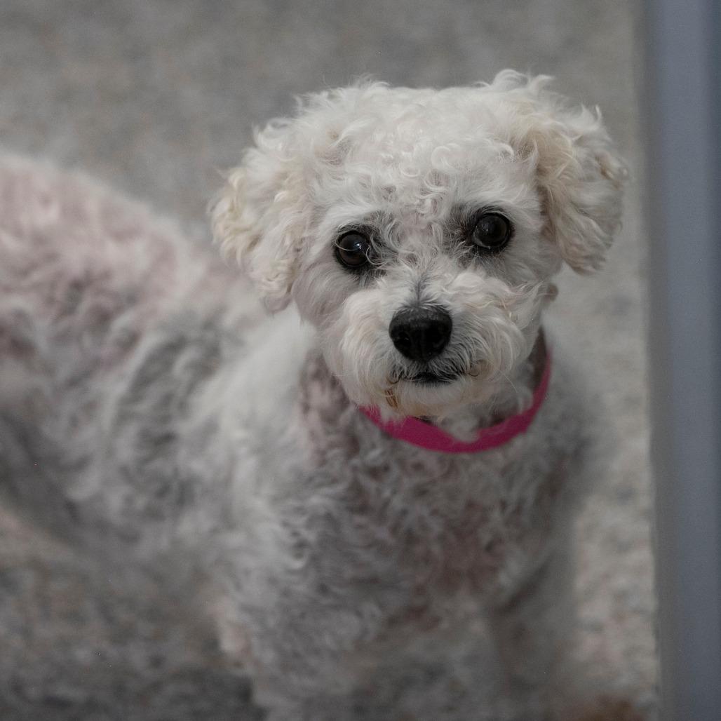 Enlarge Tracey (AP26-67), a Adoptable Bichon Frise in Peyton, CO image 3/6