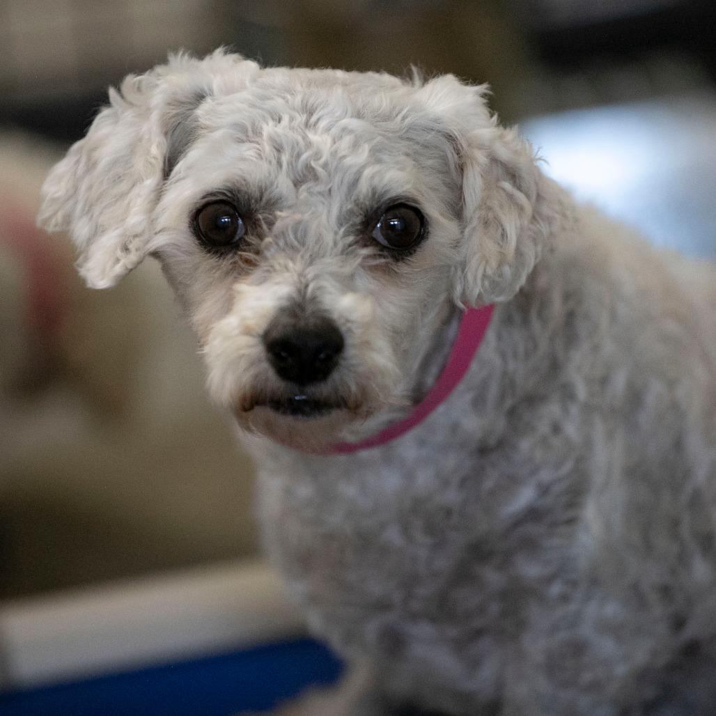 Enlarge Tracey (AP26-67), a Adoptable Bichon Frise in Peyton, CO image 4/6