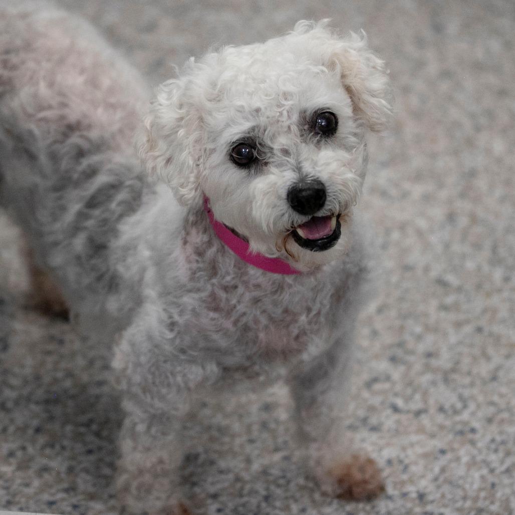 Enlarge Tracey (AP26-67), a Adoptable Bichon Frise in Peyton, CO image 5/6