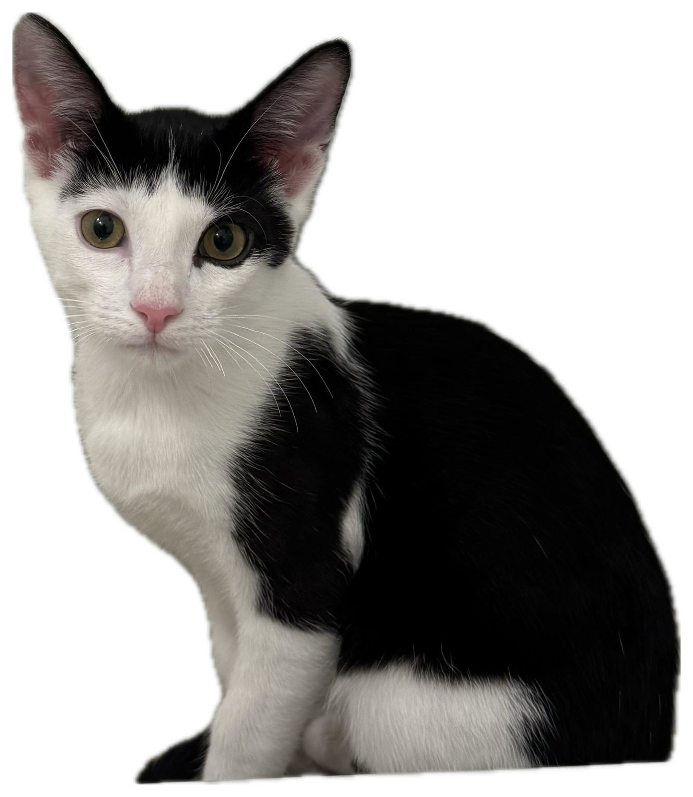 Theo, Adoptable, Kitten Male Tuxedo.