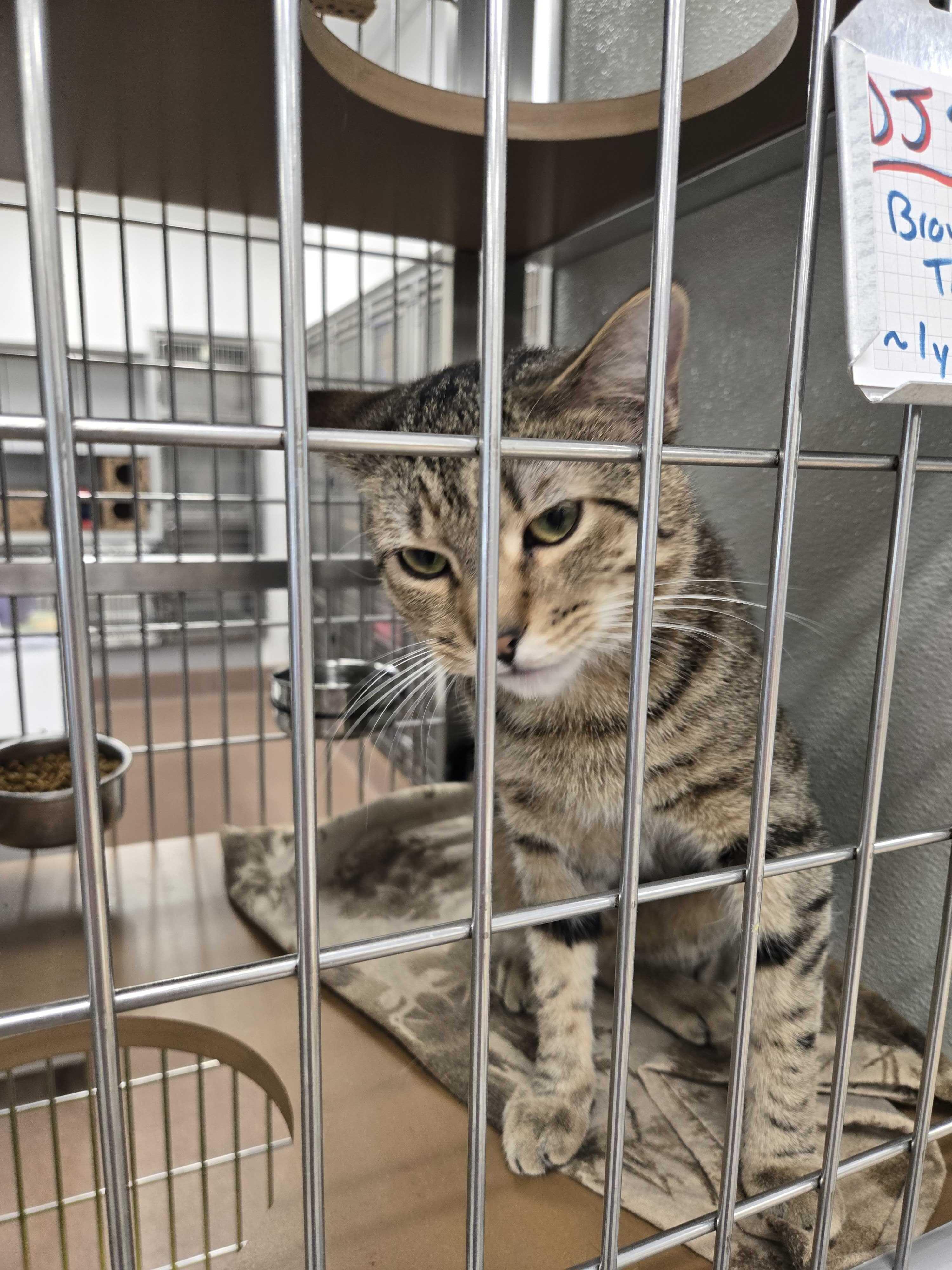 Enlarge DJ Shadow , a ADOPTABLE American Shorthair in Maidens, VA image 3/4