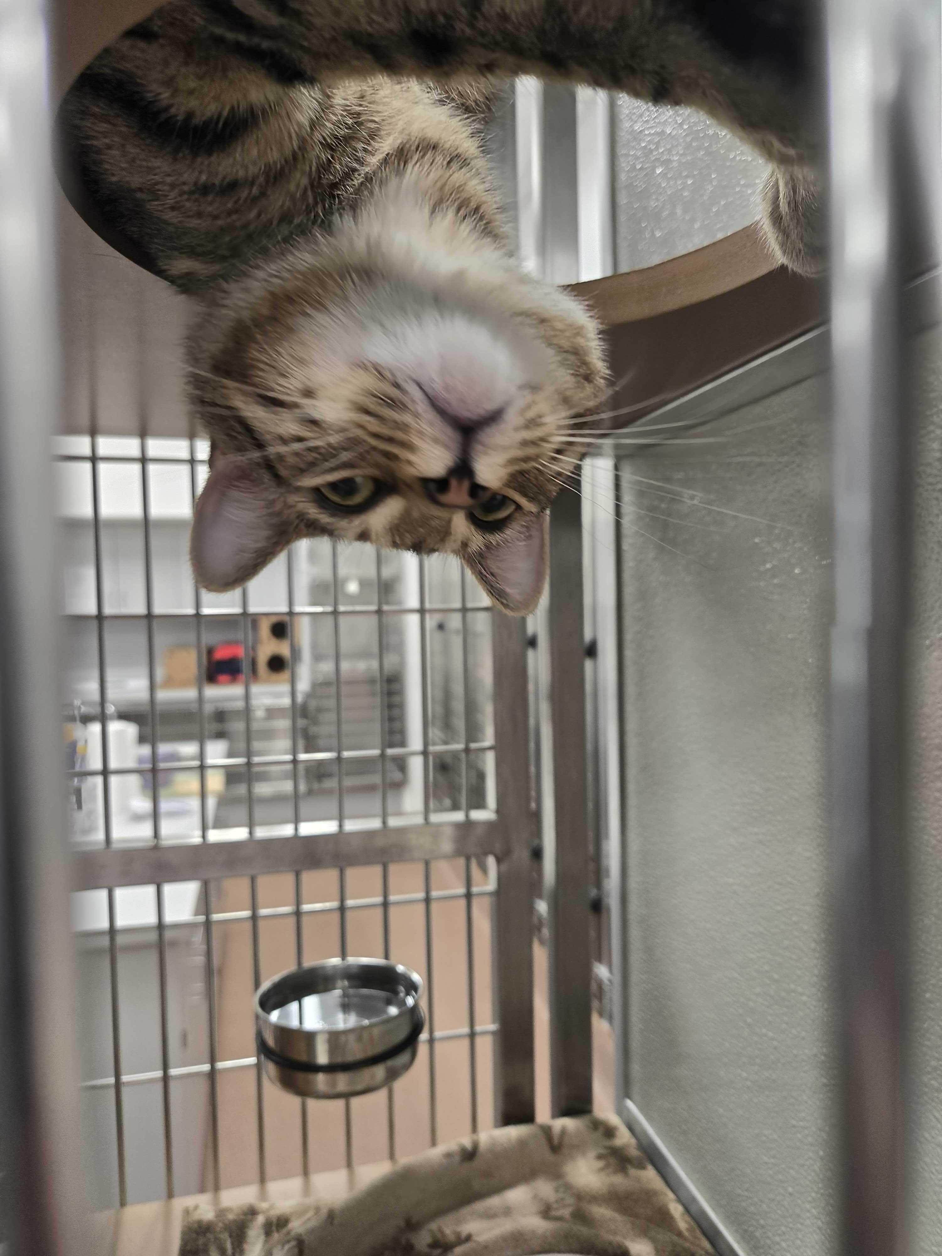 Enlarge DJ Shadow , a ADOPTABLE American Shorthair in Maidens, VA image 2/4