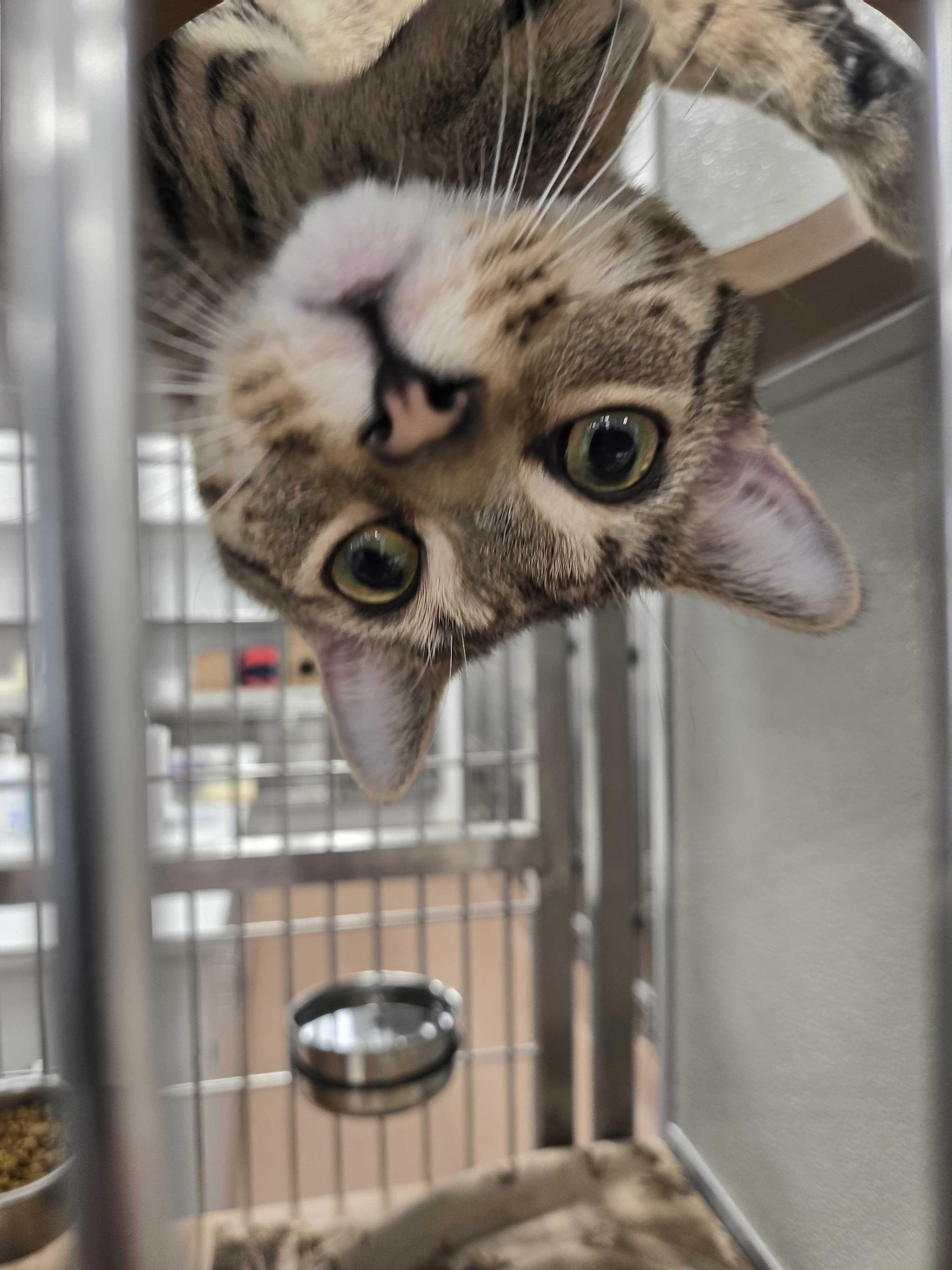 DJ Shadow , ADOPTABLE, Young Male American Shorthair.