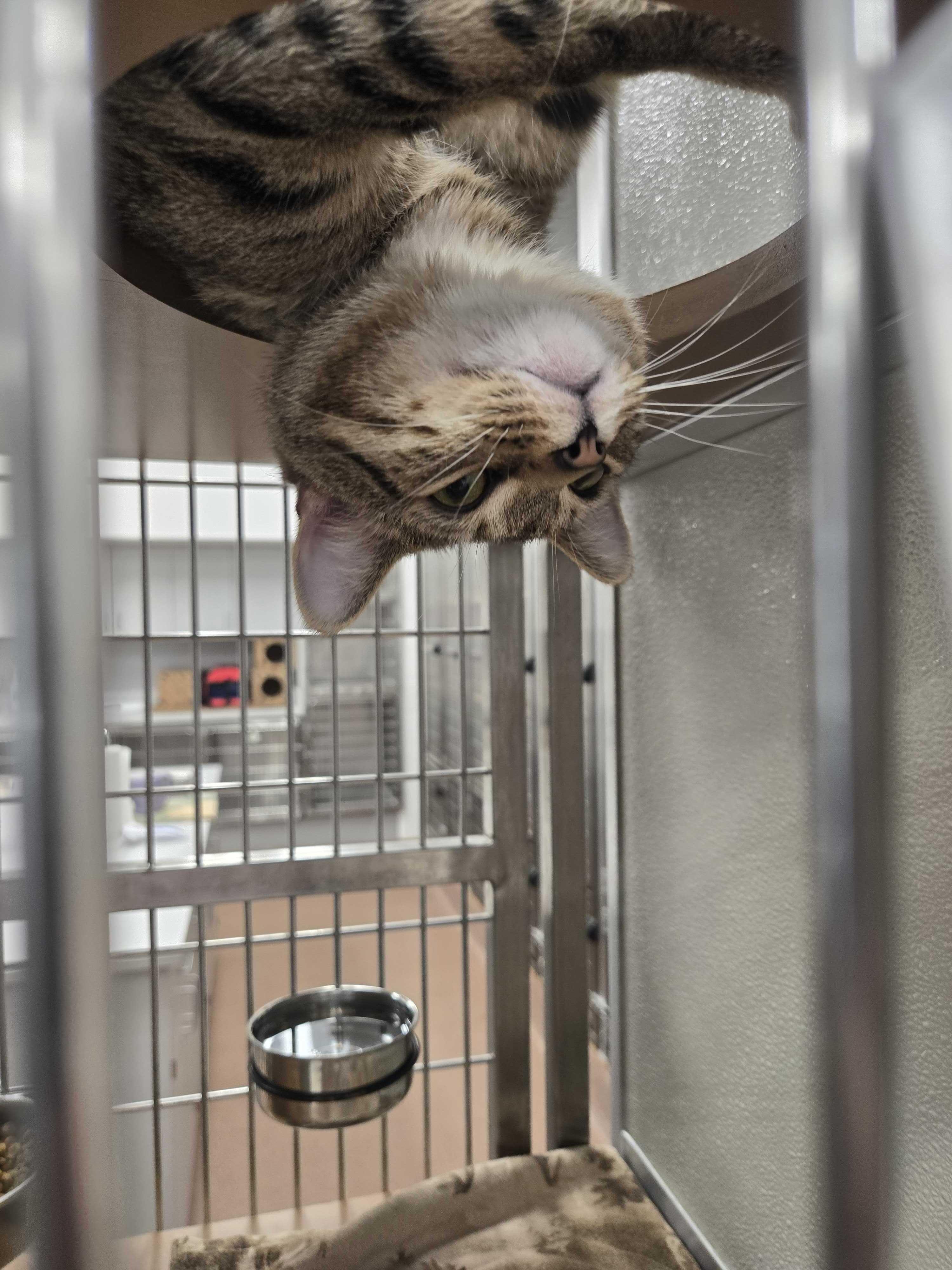 Enlarge DJ Shadow , a ADOPTABLE American Shorthair in Maidens, VA image 4/4