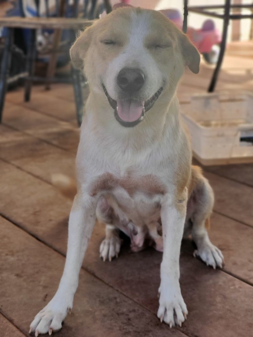 Peaches, Adoptable, Adult Female Australian Cattle Dog / Blue Heeler.